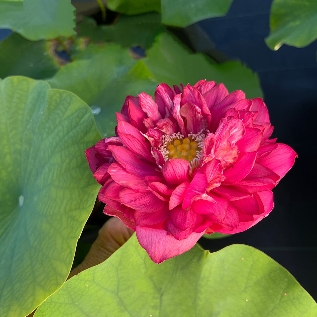 2023 Red Flag - Ten Mile Creek Nursery