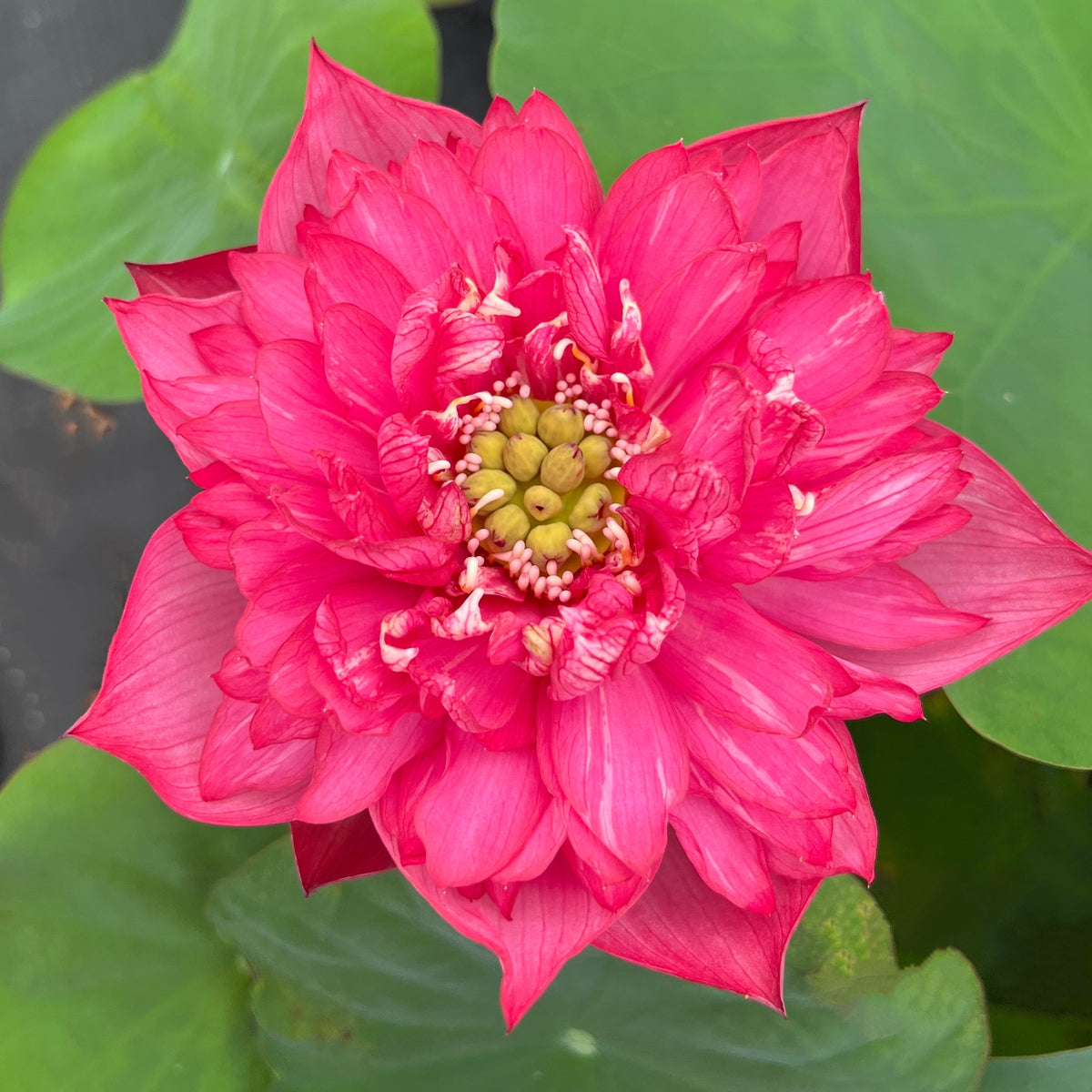 Hermosa Rose Lotus - Beautiful Rose – Ten Mile Creek Nursery