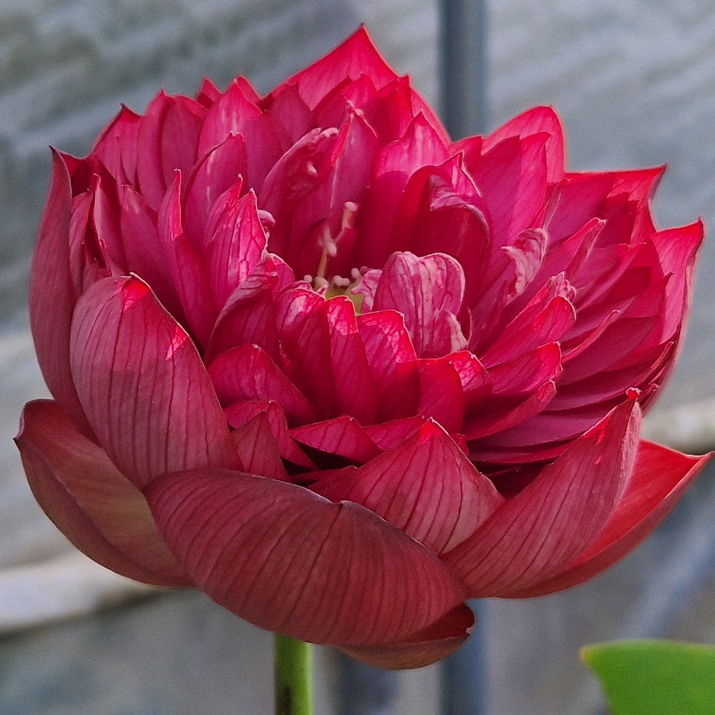 Hermosa Rose Lotus - Beautiful Rose – Ten Mile Creek Nursery