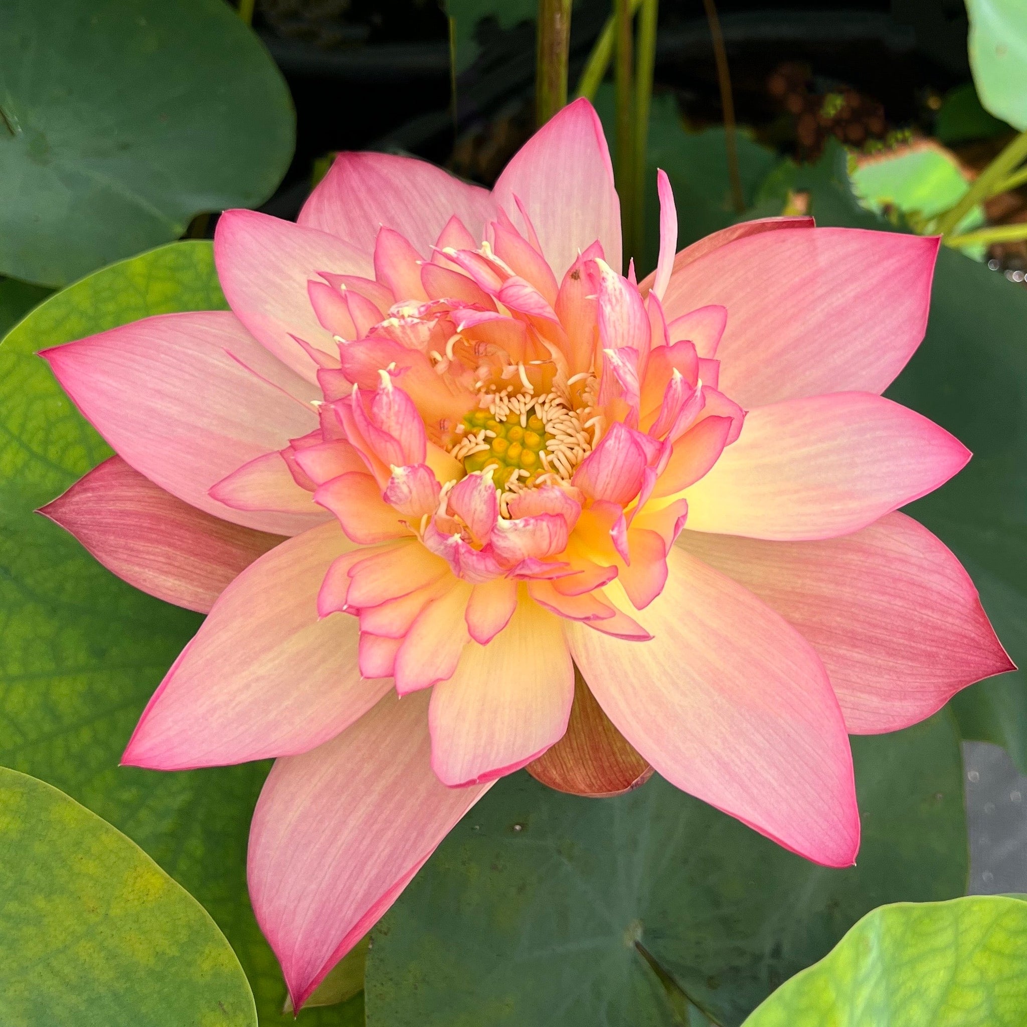 花 Shiki Lotus 花 Shiki Lotus About the Lotus Flowers｜Senjuji