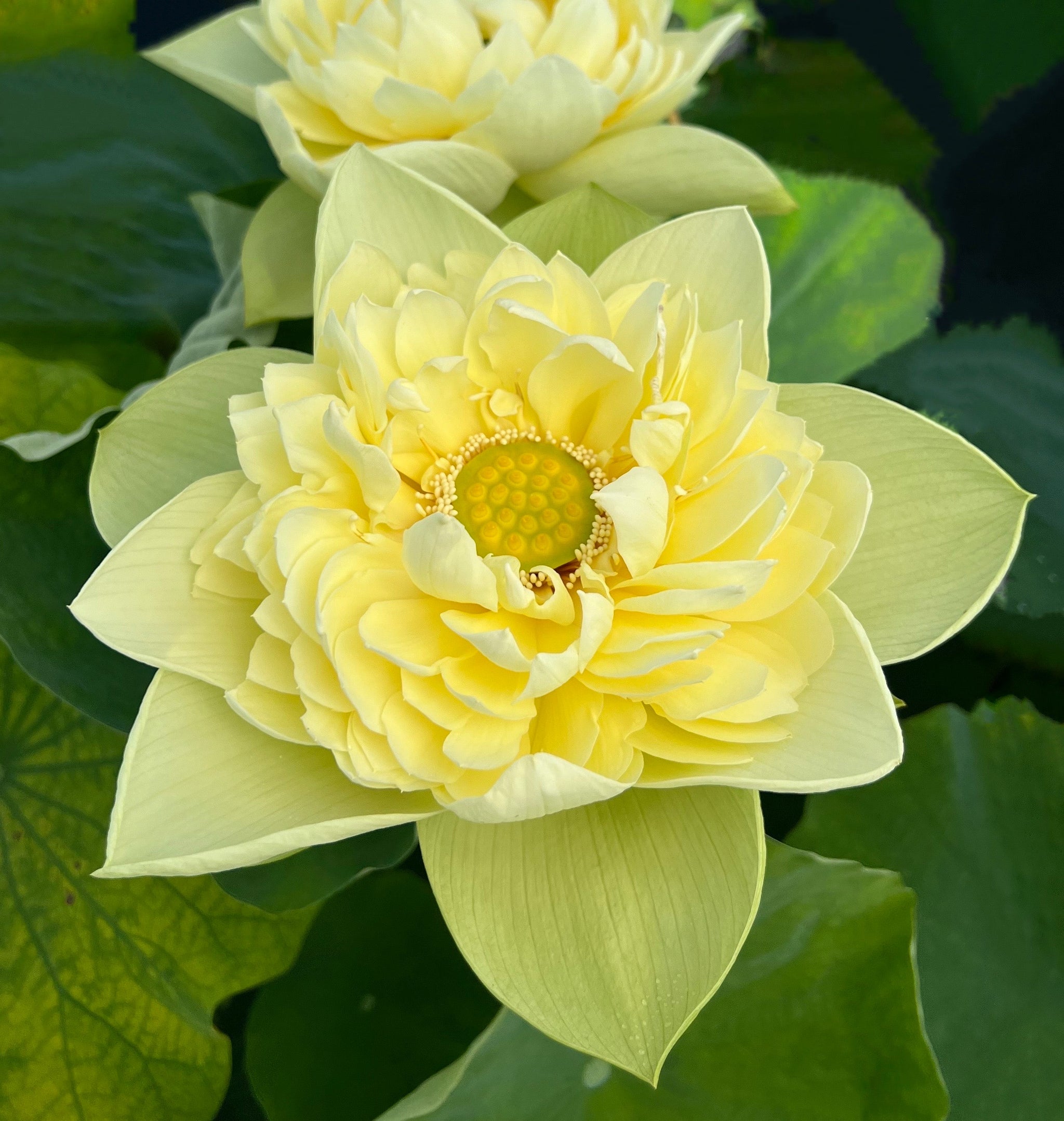 Golden Builder Lotus - Super Bloomer! – Ten Mile Creek Nursery