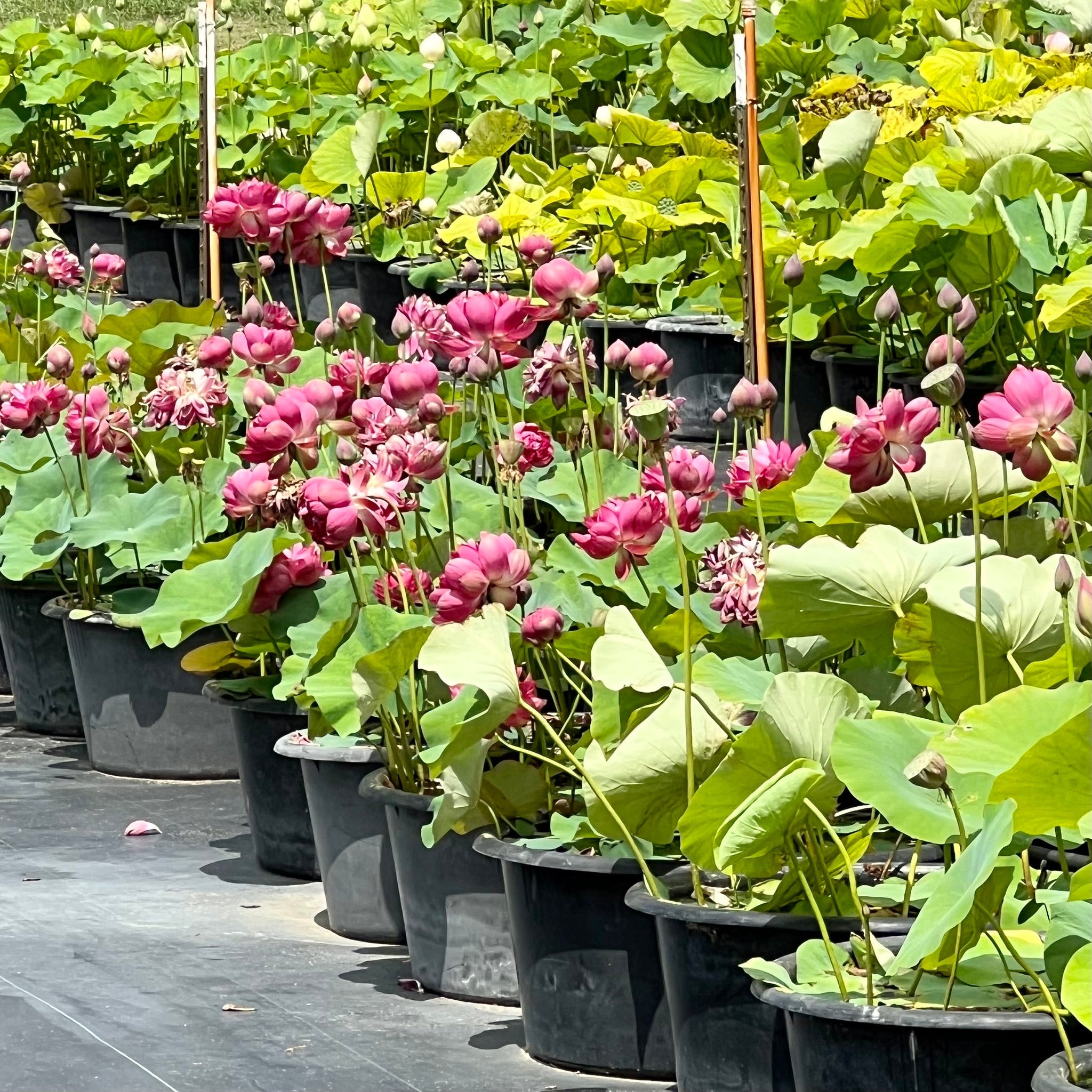 Impressions of West Lake Lotus - LOTS of flowers! – Ten Mile Creek