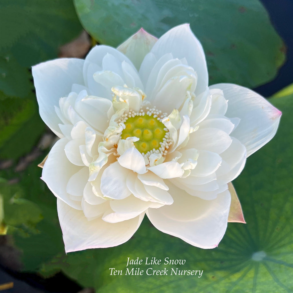 2024 Jade-like Snow Mini-lotus - Ten Mile Creek Nursery