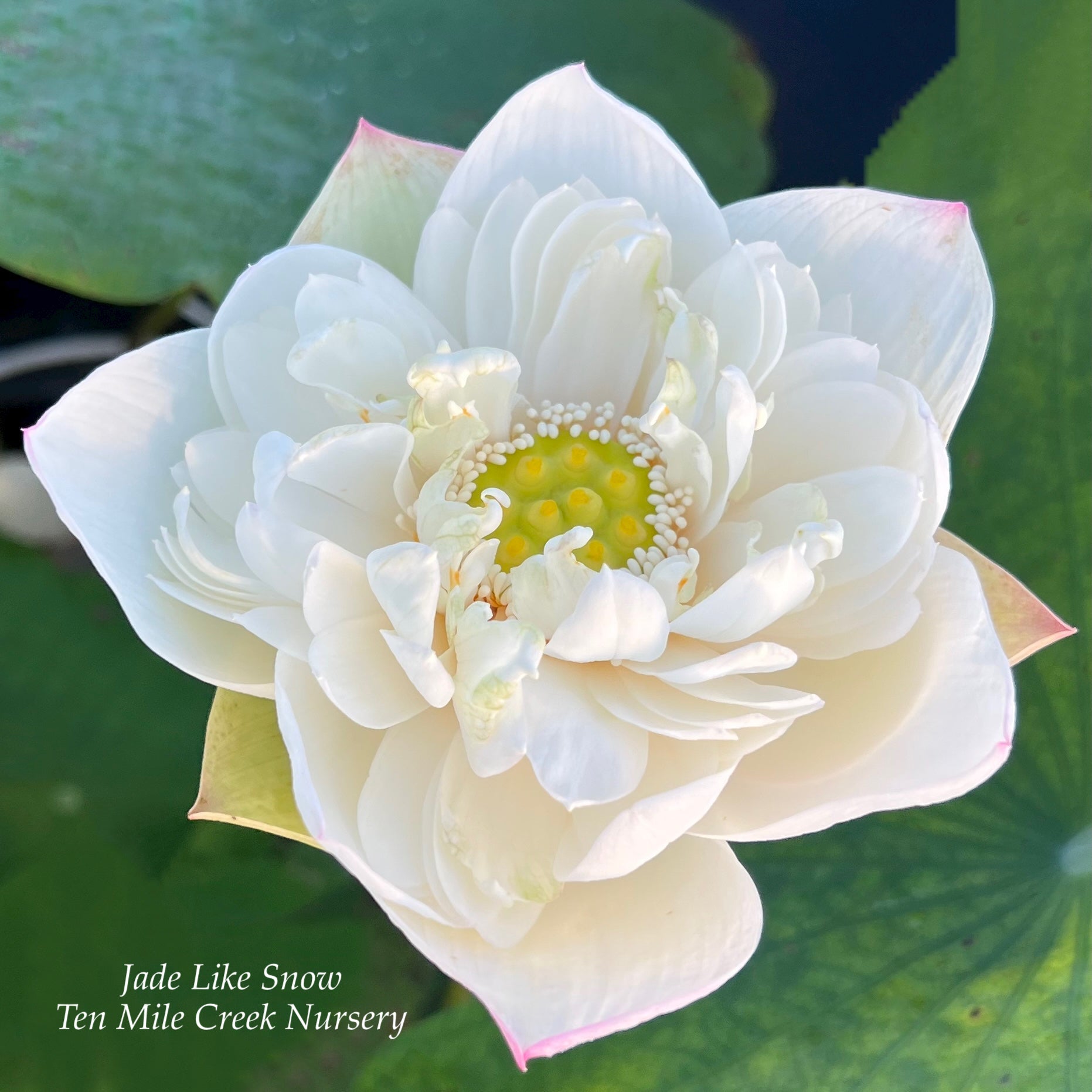 indoor mini lotus plant Jade Like Snow Mini-lotus