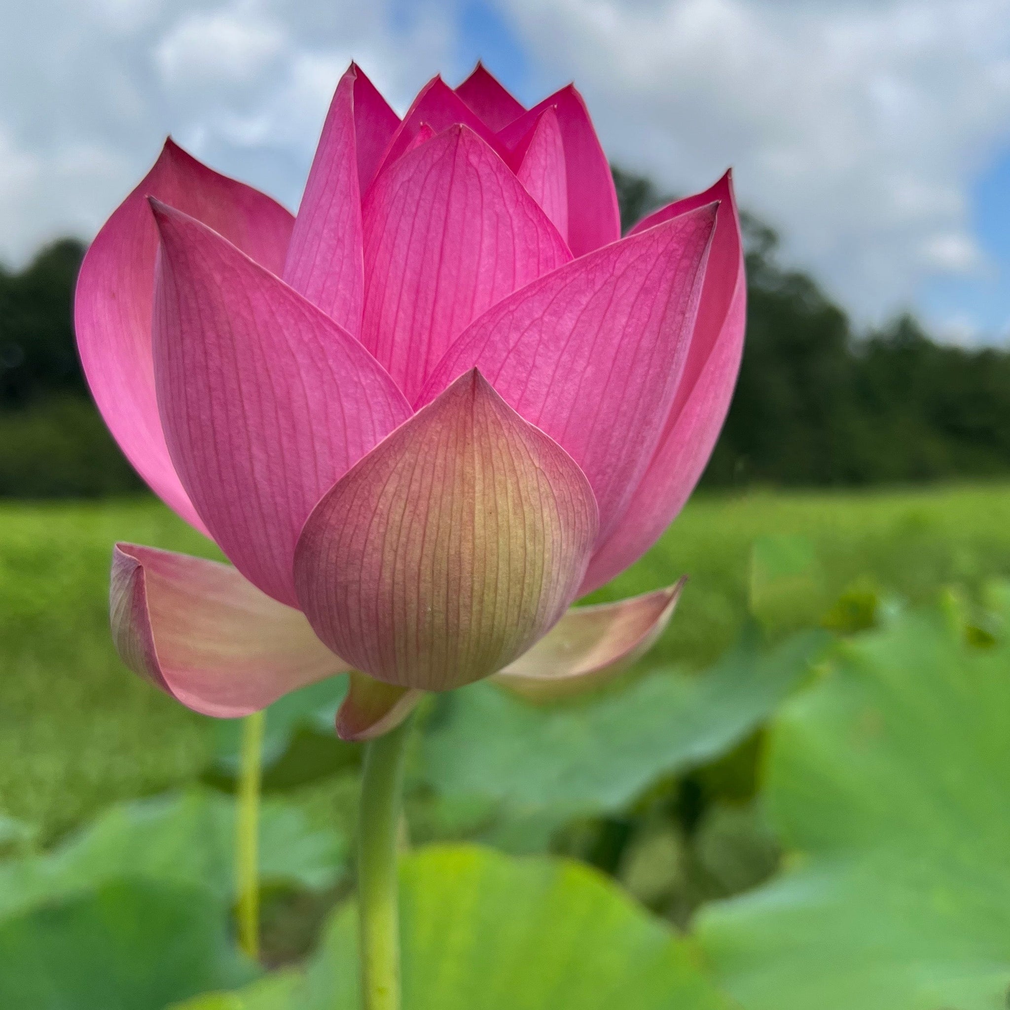 Jizhou Red Lotus - TALL! – Ten Mile Creek Nursery