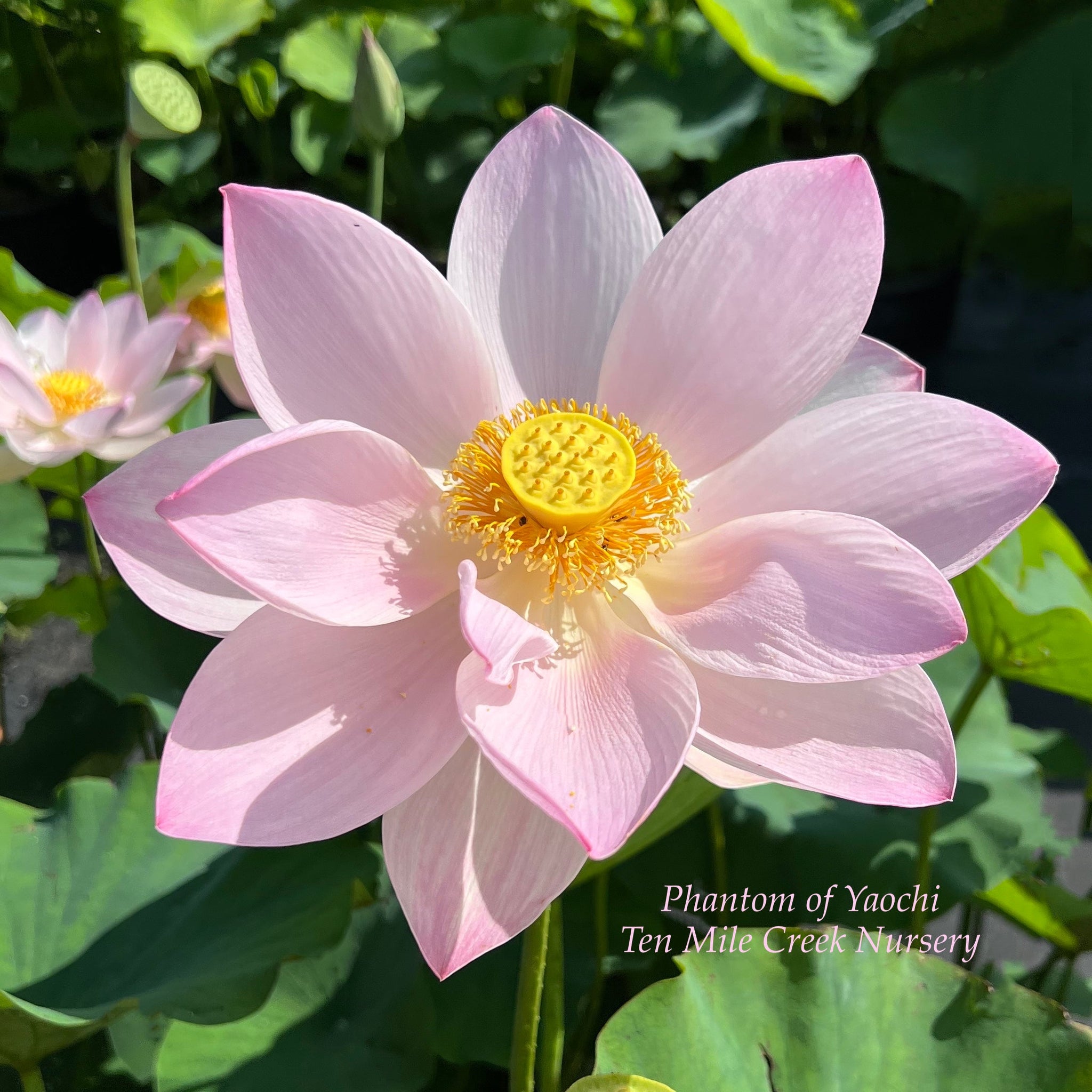 Phantom of Yaochi - Ghostly color! – Ten Mile Creek Nursery