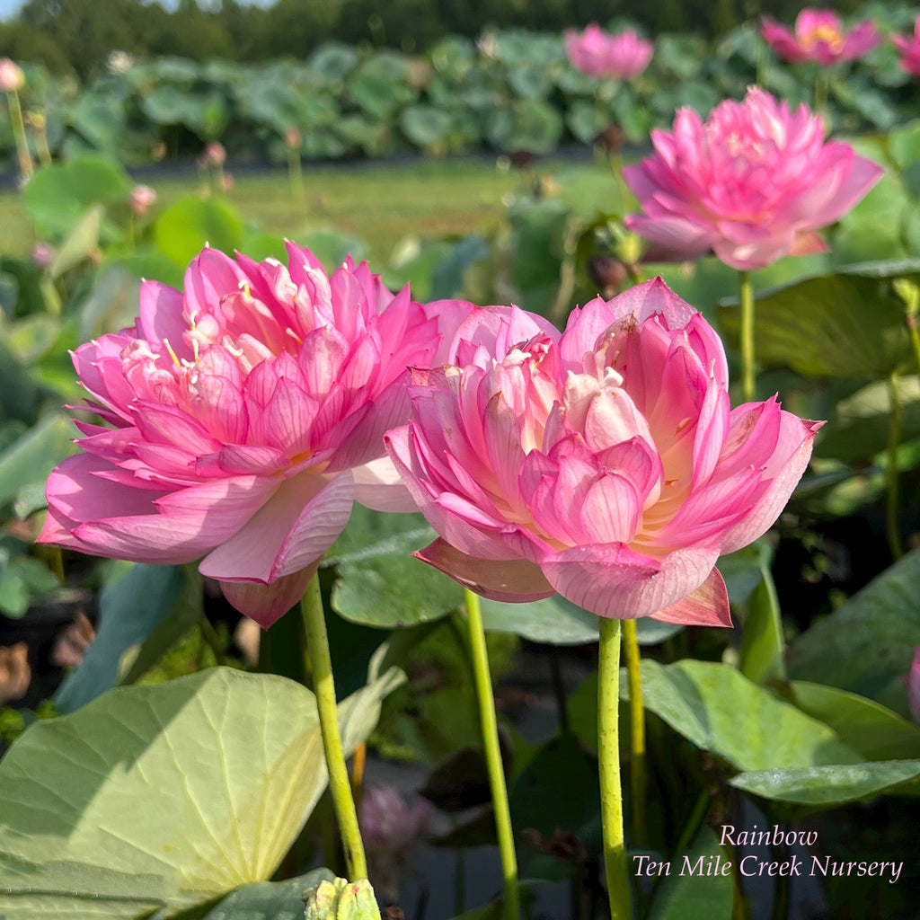 Mini Fall Lotus Exquisite, Micro Lotus, Teacup Lotus – Ten Mile Creek Nursery