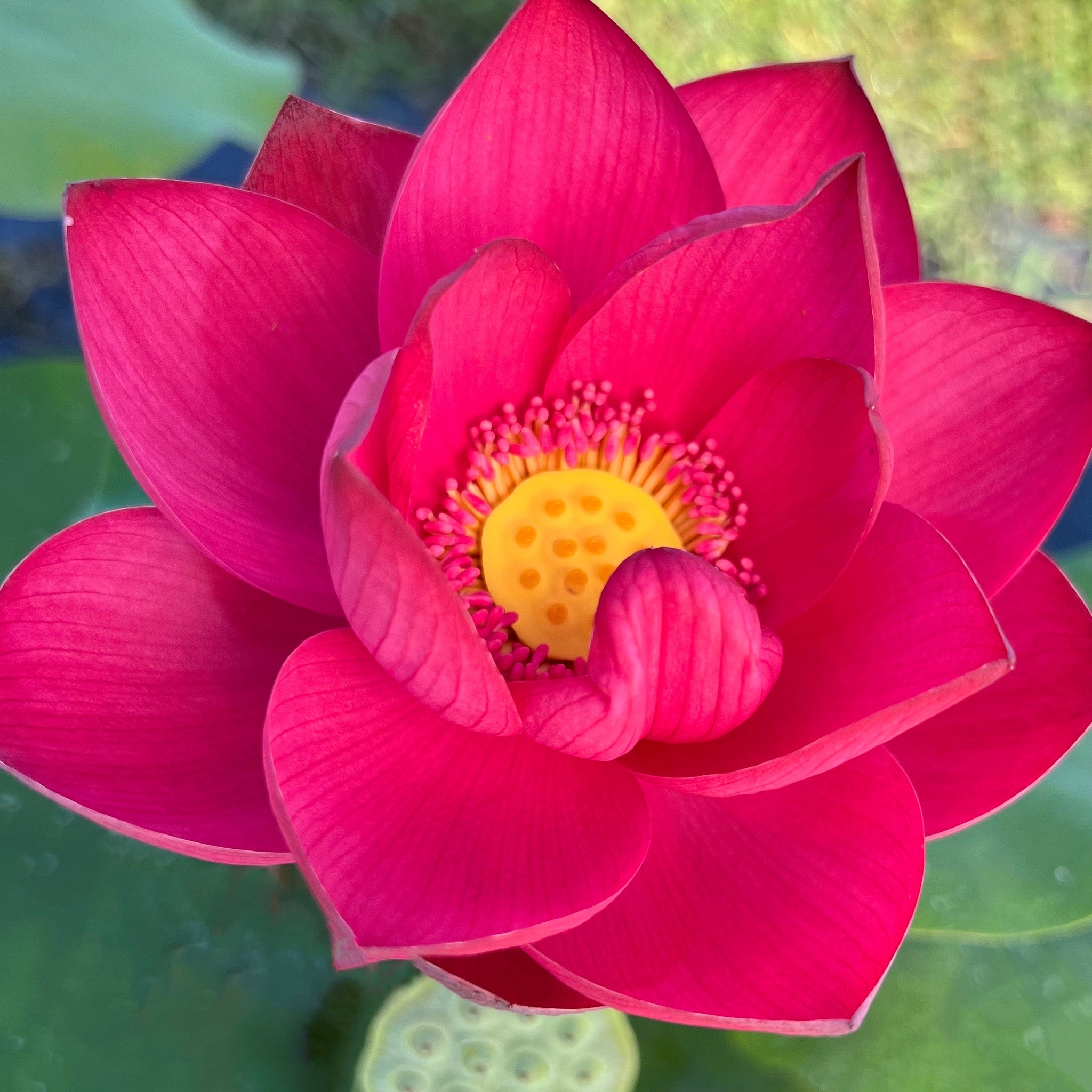 Circular Shadow - Huge Flowers! – Ten Mile Creek Nursery