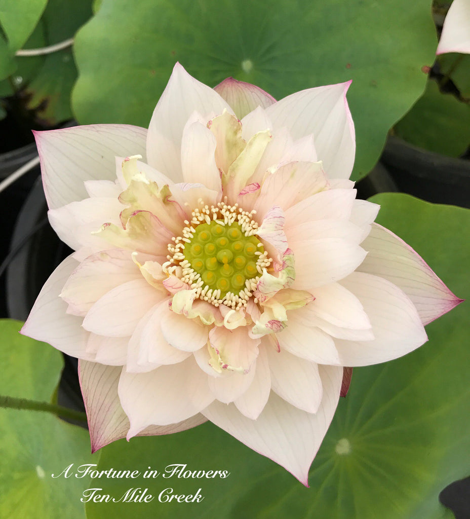 A Fortune in Flowers - Ten Mile Creek Nursery