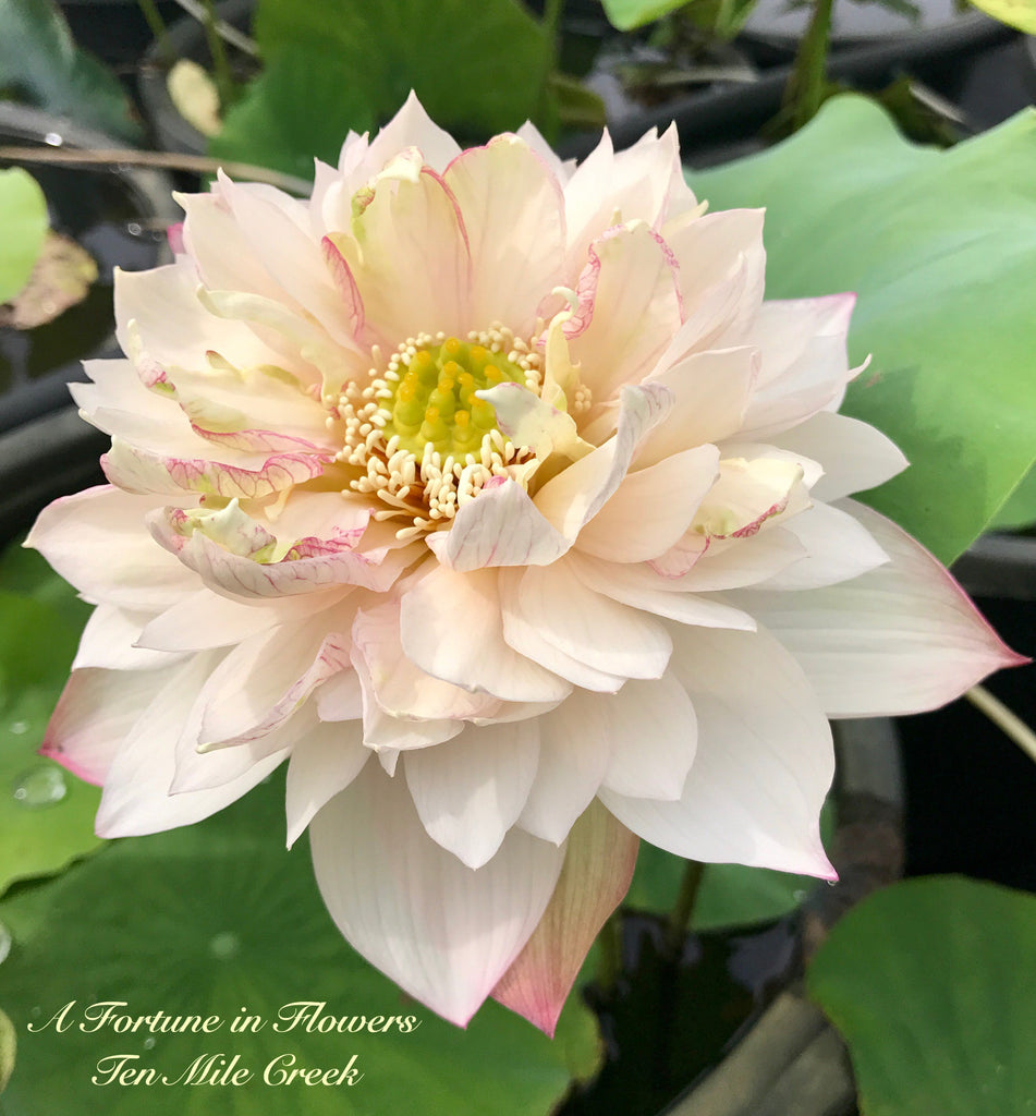 A Fortune in Flowers - Ten Mile Creek Nursery