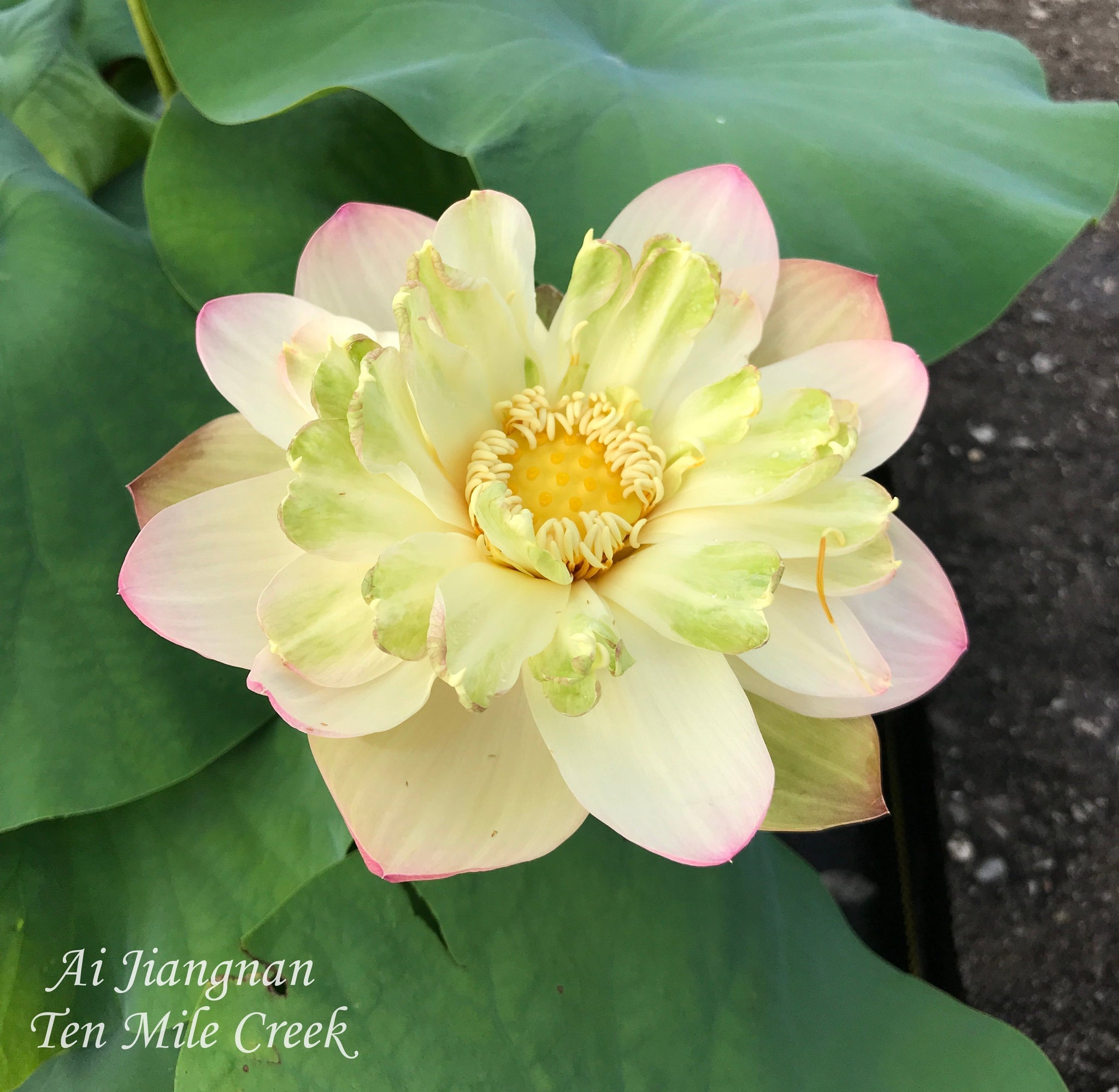 Ai Jiangnan | Beautiful Lotus Flower Collections – Ten Mile Creek