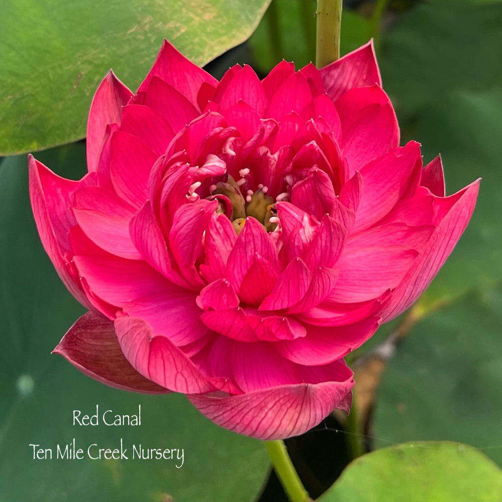 Ancient Capital Red Canal - Deep, rich color! - Ten Mile Creek Nursery