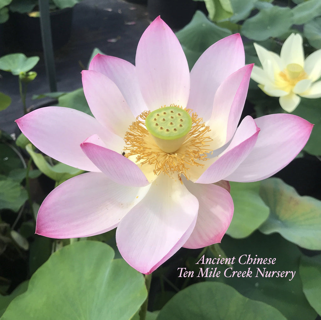Ancient Chinese Lotus - Ten Mile Creek Nursery
