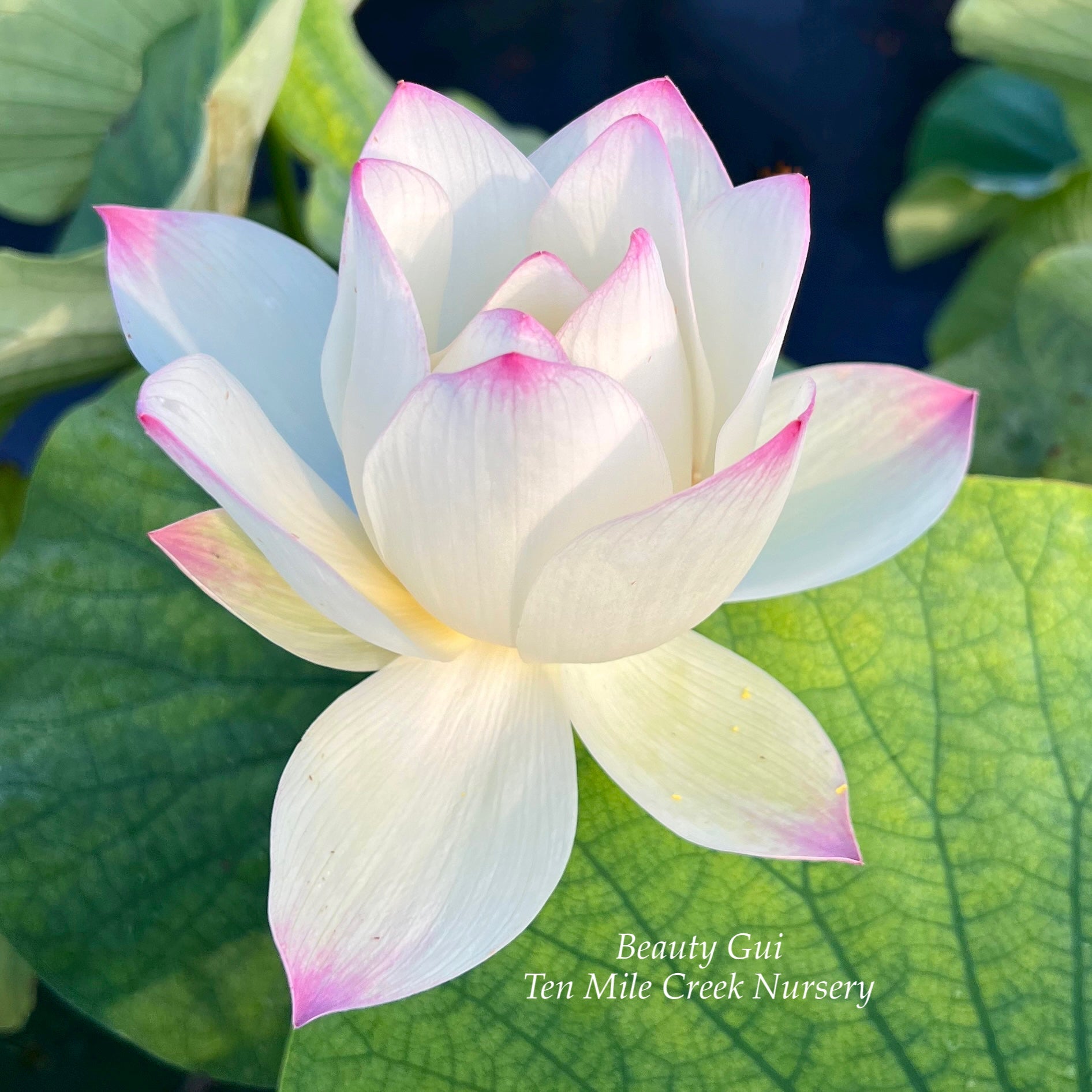 Gui Flower Beauty Gui Lotus – Ten Mile Creek Nursery