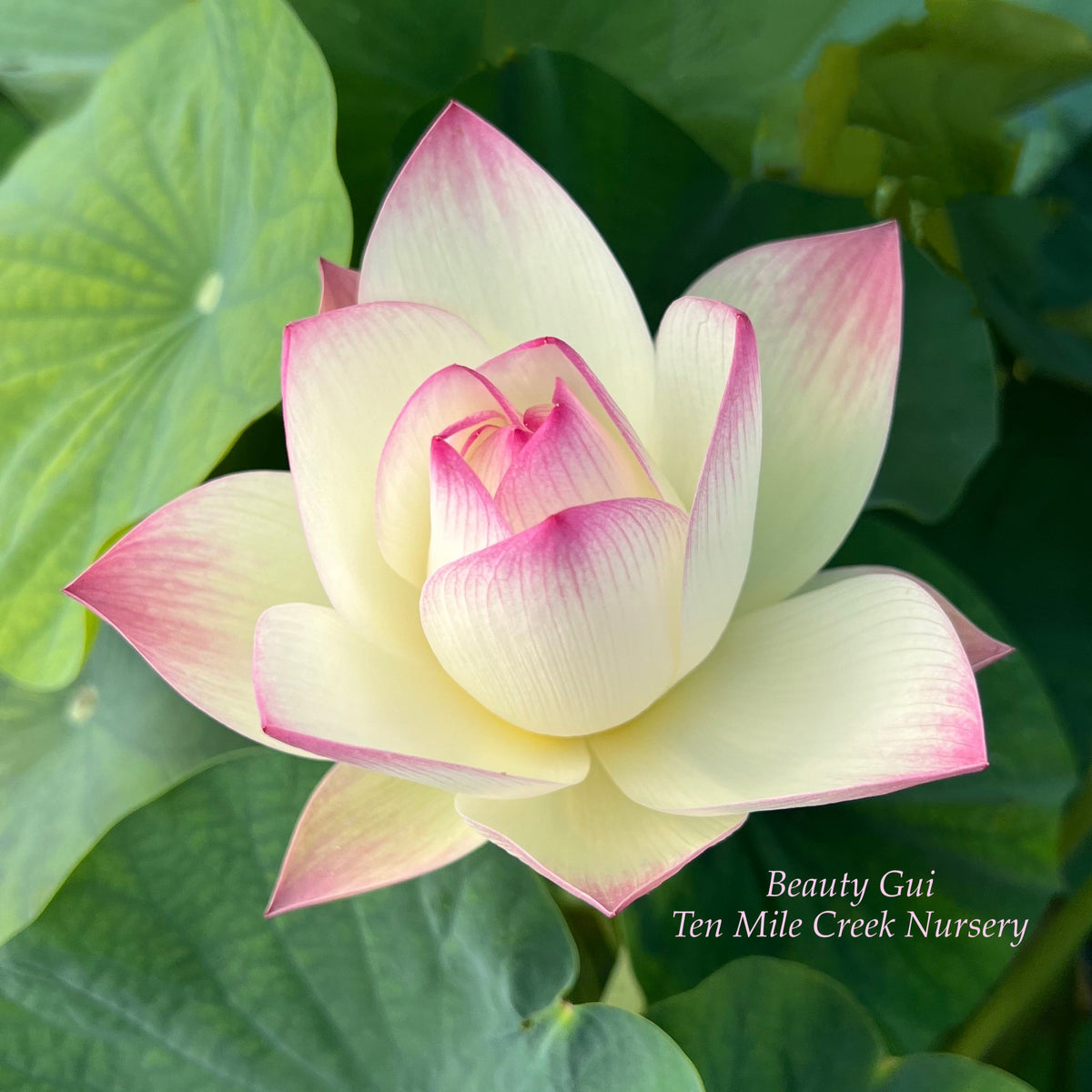 Gui Flower Beauty Gui Lotus – Ten Mile Creek Nursery