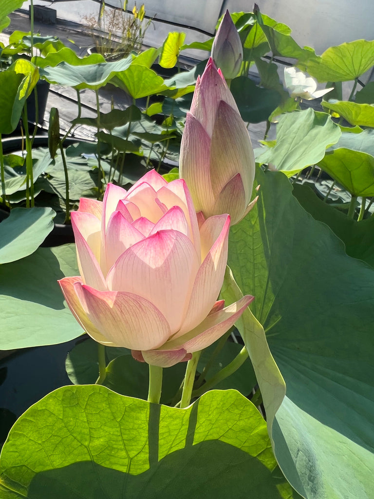 Gui Flower Beauty Gui Lotus – Ten Mile Creek Nursery
