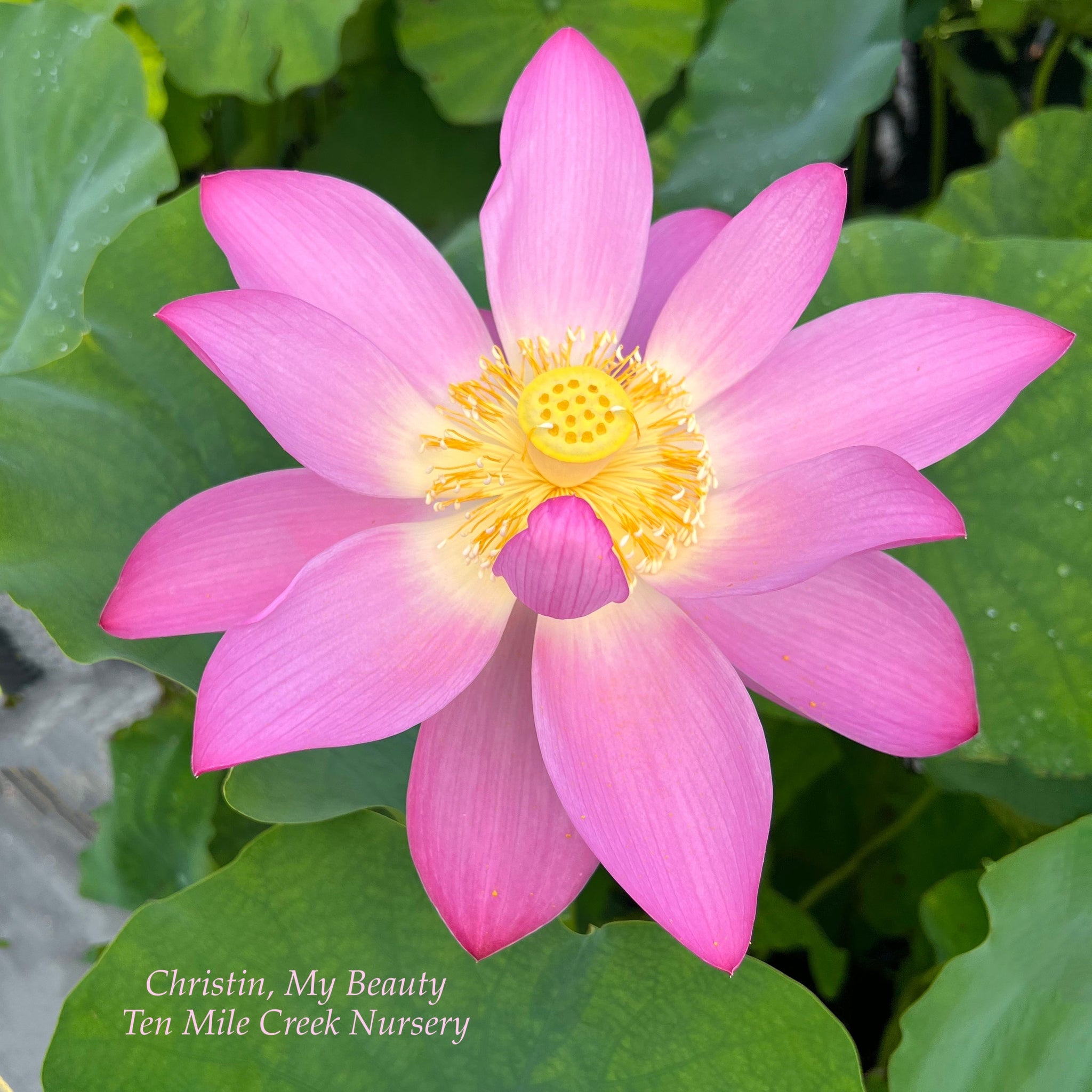 2026 Christin, My Beauty - Beautiful in Every Way! – Ten Mile