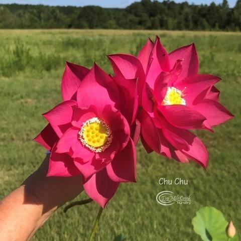 Chu Chu - Ten Mile Creek Nursery