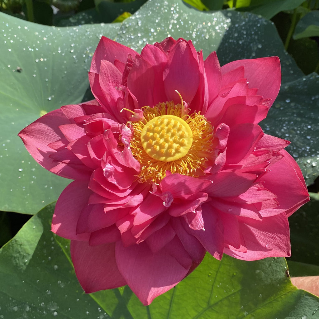 Dance Sleeves - A Symbol of Wealth and Beauty - Ten Mile Creek Nursery