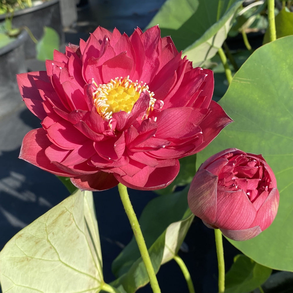 Dance Sleeves - A Symbol of Wealth and Beauty - Ten Mile Creek Nursery