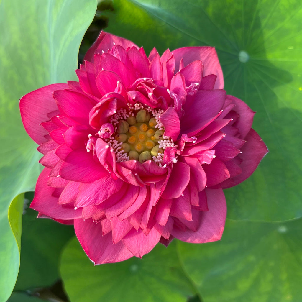 Dance Sleeves - Symbol of Wealth and Beauty - Ten Mile Creek Nursery