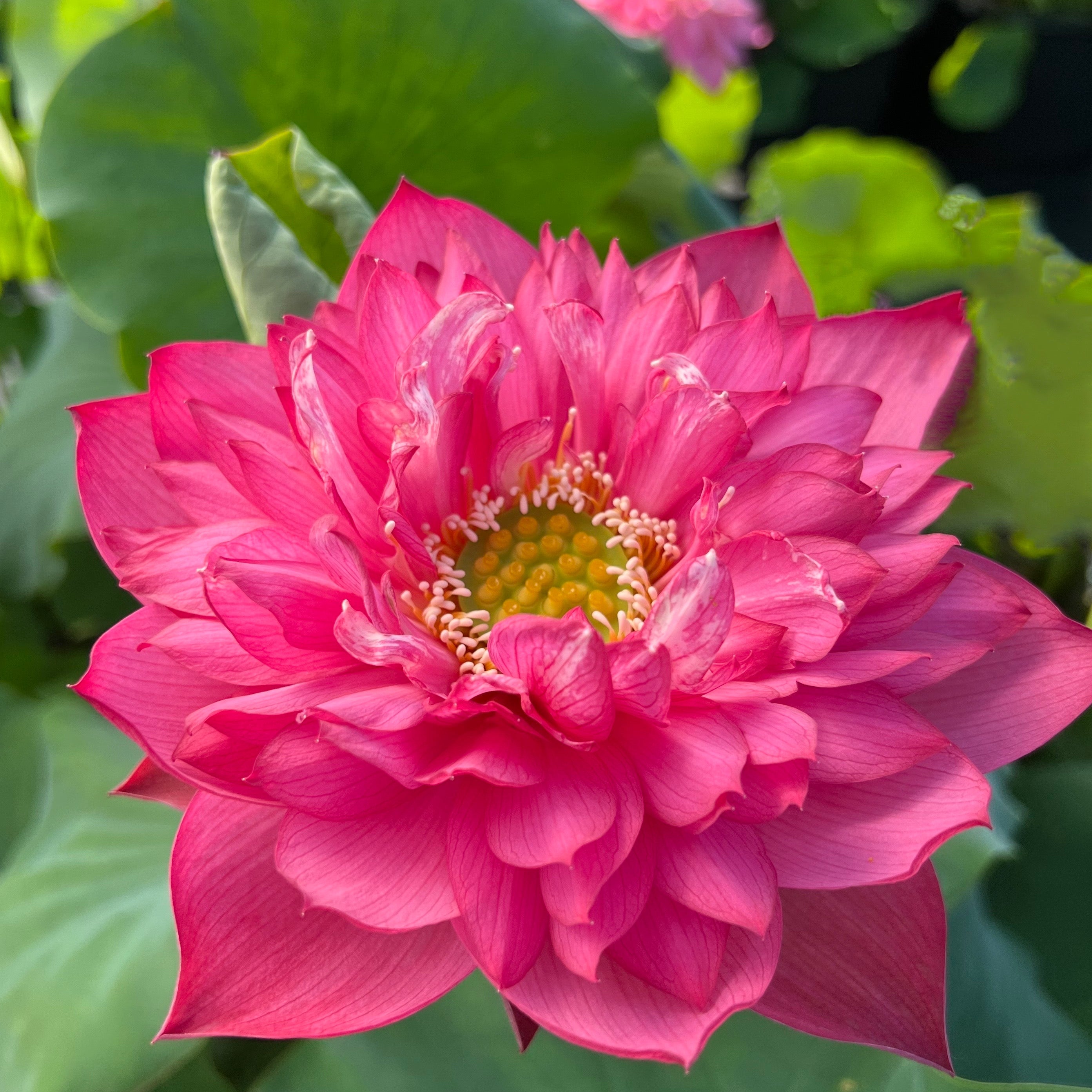 Deepest Loving | Beautiful Lotus Flower Collections – Ten Mile