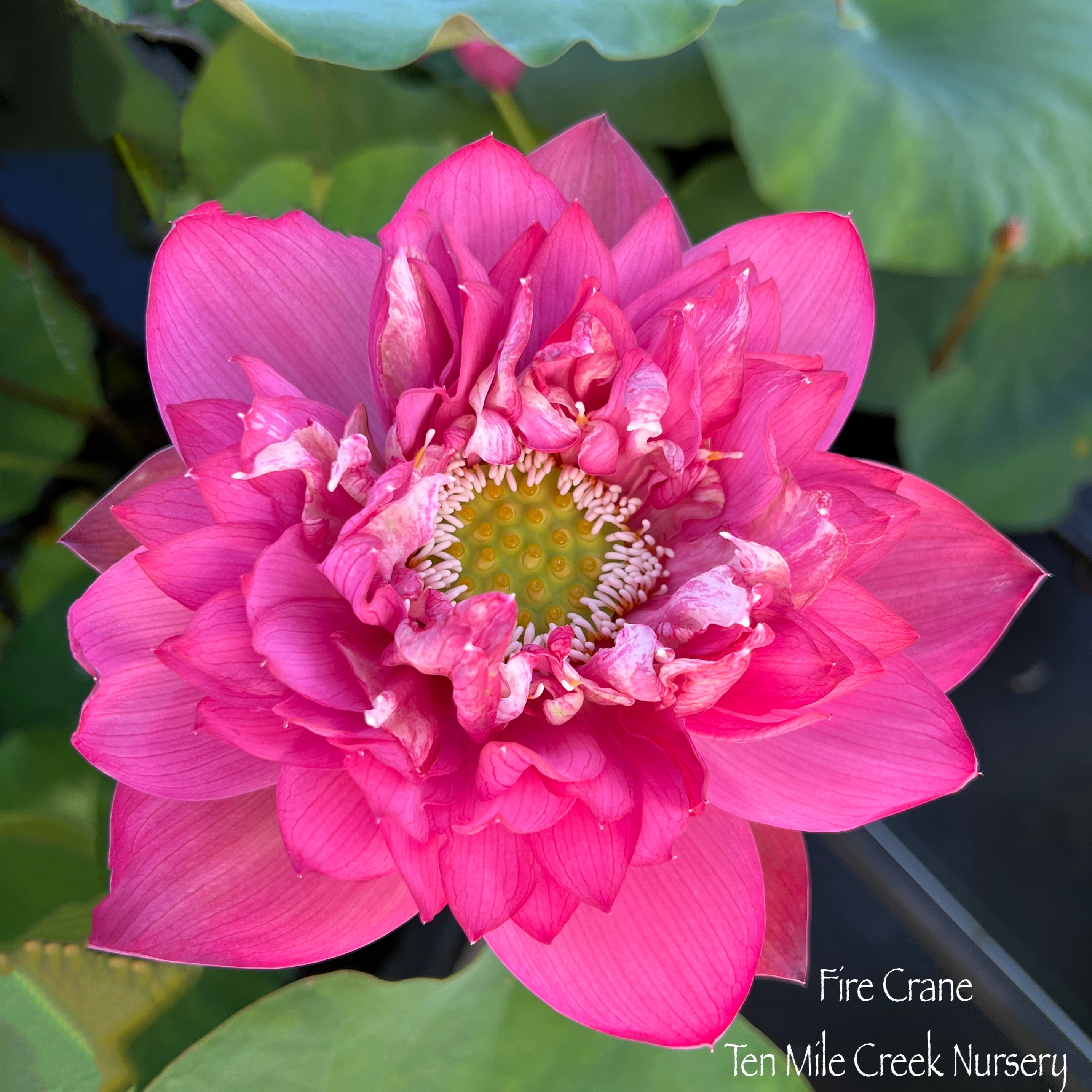 Fire Crane | Beautiful Lotus Flower Collections – Ten Mile Creek Nursery