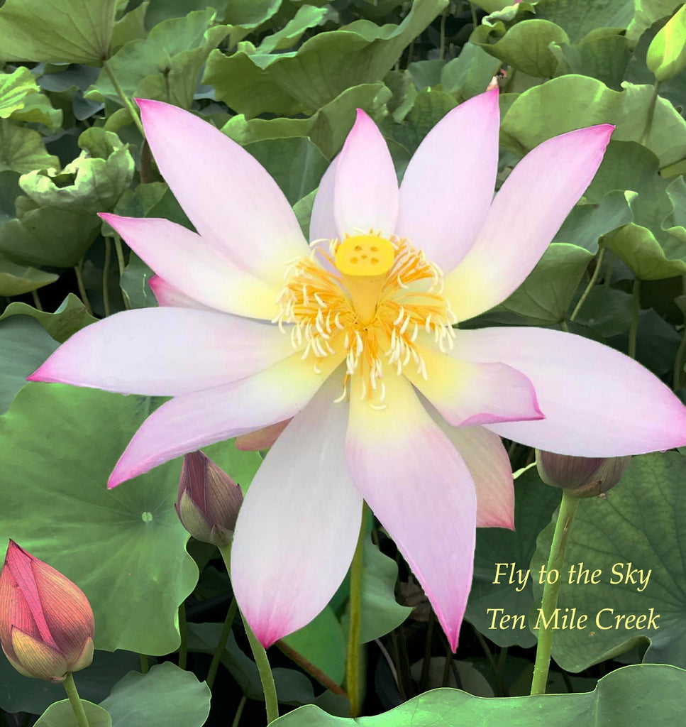 Fly to the Sky - Ten Mile Creek Nursery