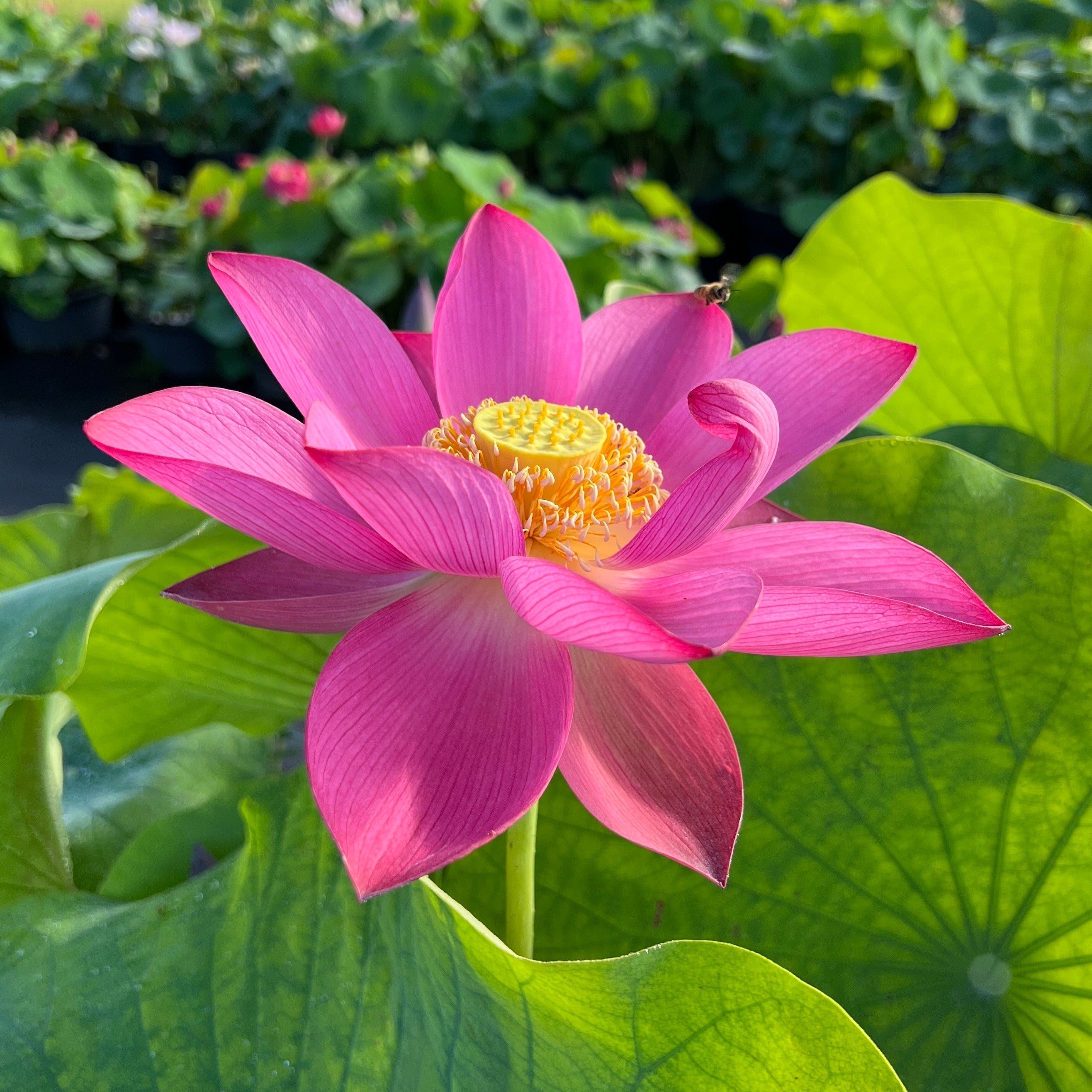 Ford’s Red Raptor - Monstrously Gorgeous!! – Ten Mile Creek Nursery