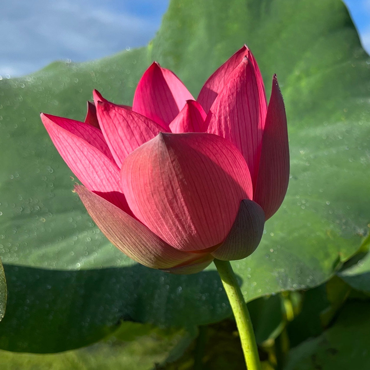Ford’s Red Raptor - Monstrously Gorgeous!! – Ten Mile Creek Nursery