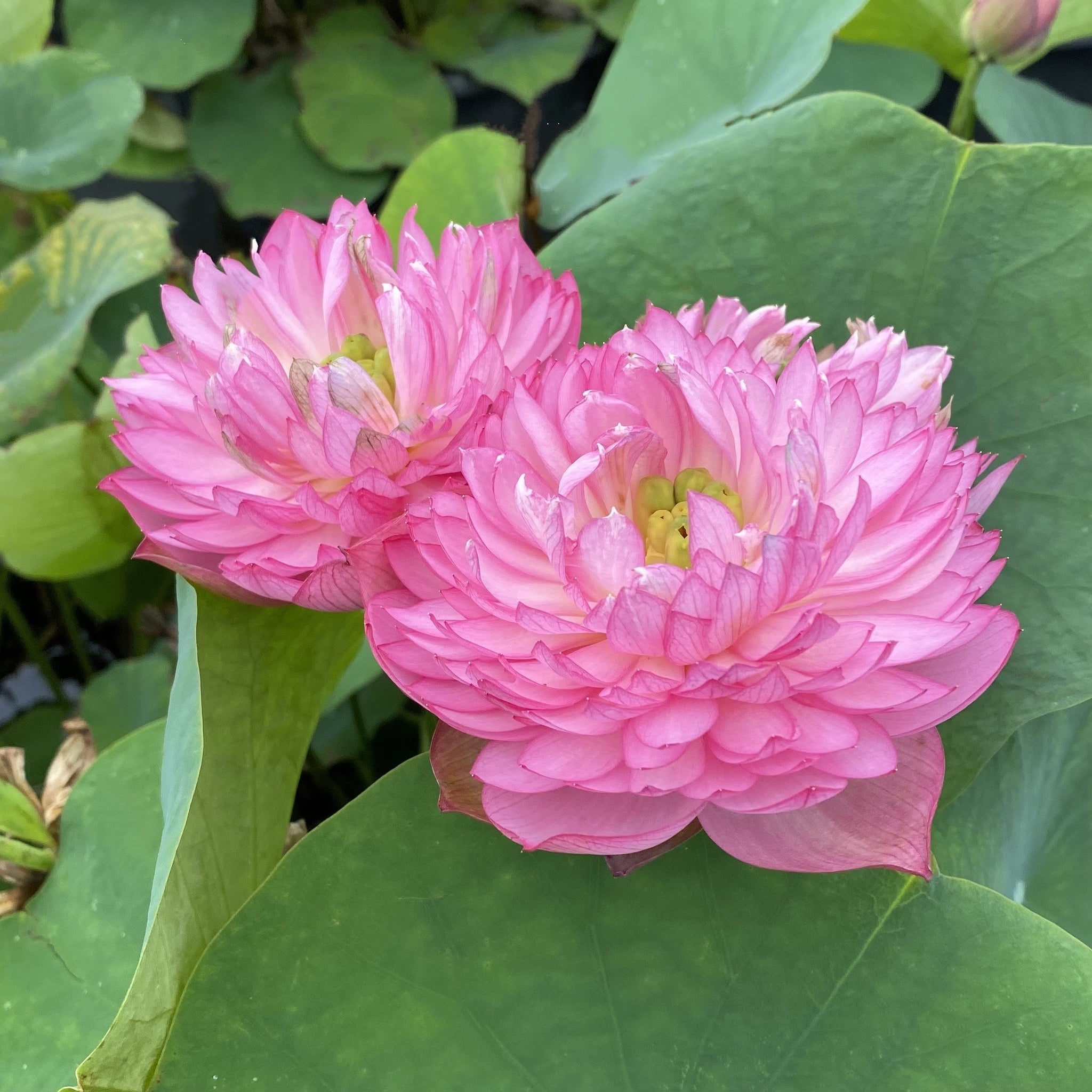 Glowing Queen Lotus - LOTS of flowers!! – Ten Mile Creek Nursery