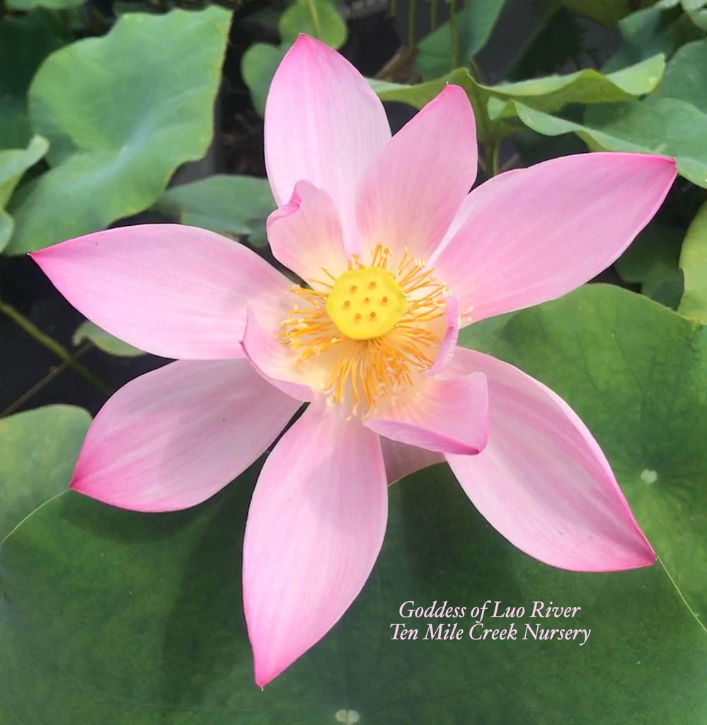 Goddess of Luo River - Ten Mile Creek Nursery