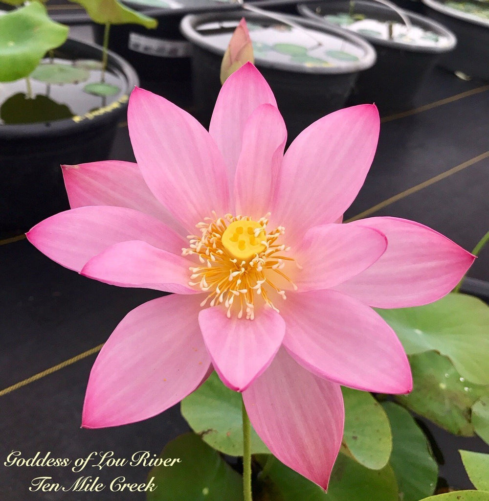 Goddess of Luo River - Ten Mile Creek Nursery