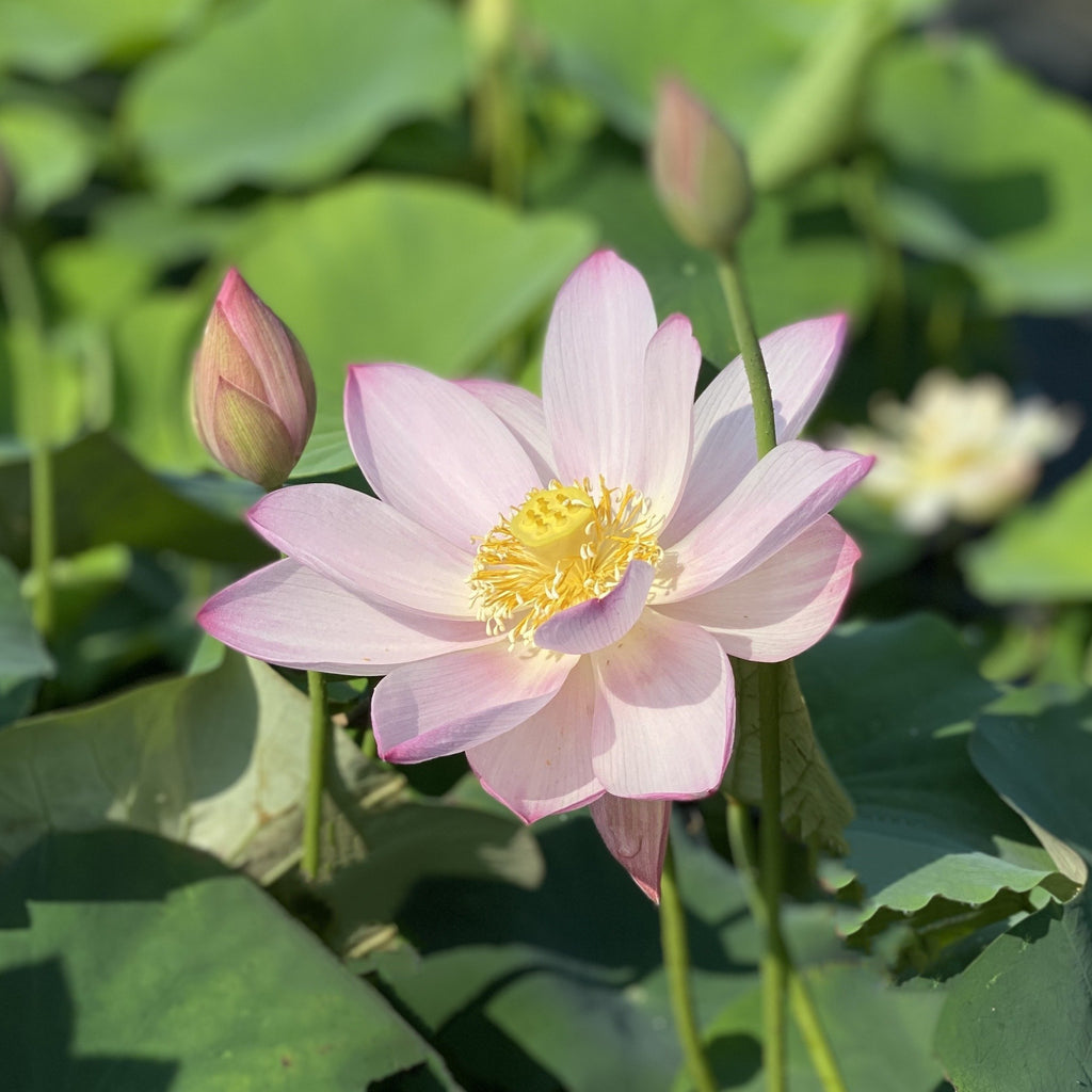 Goddess of Luo River - Pink Perfection! - Ten Mile Creek Nursery