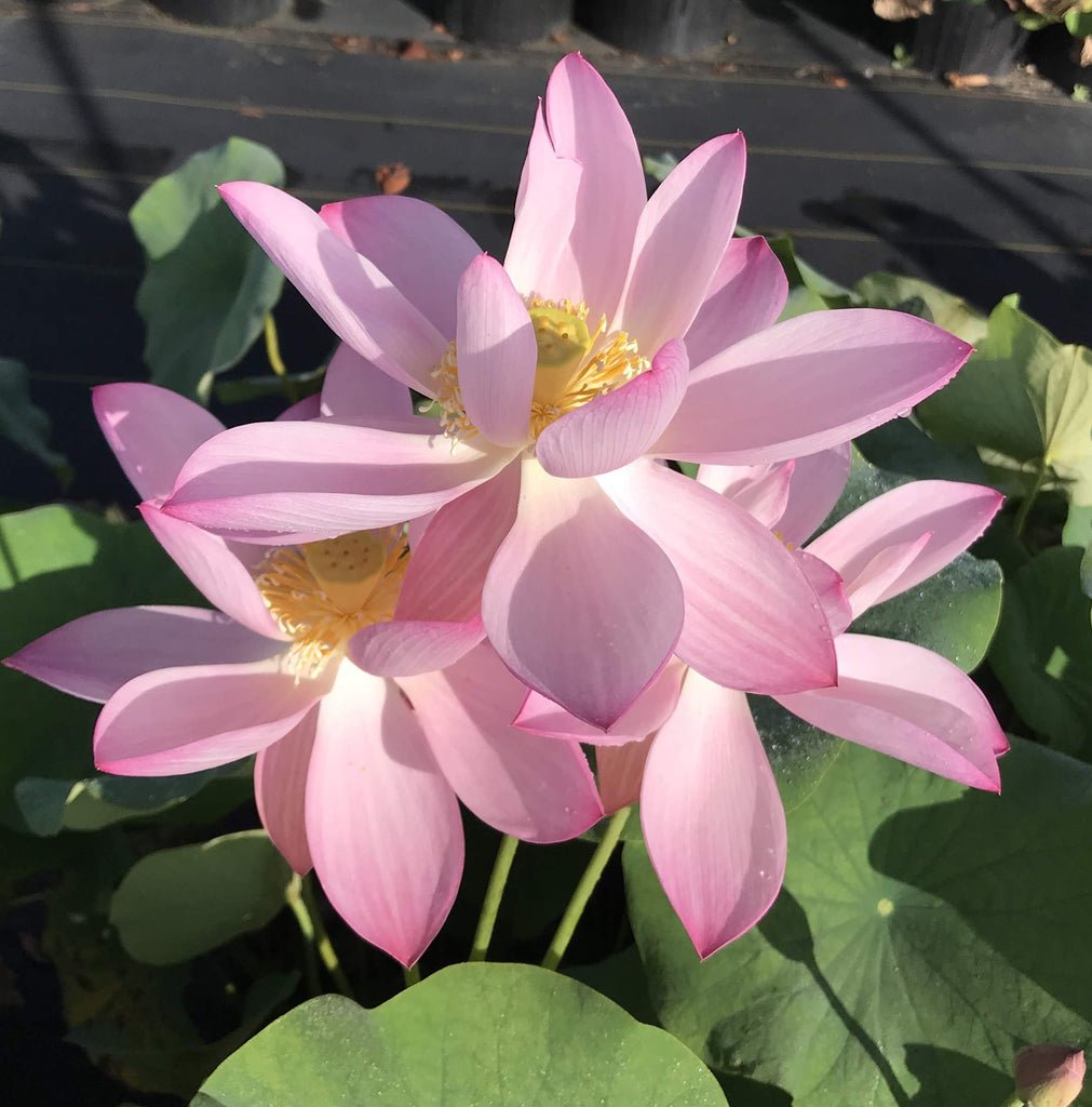 Goddess of Luo River - Pink Perfection! - Ten Mile Creek Nursery