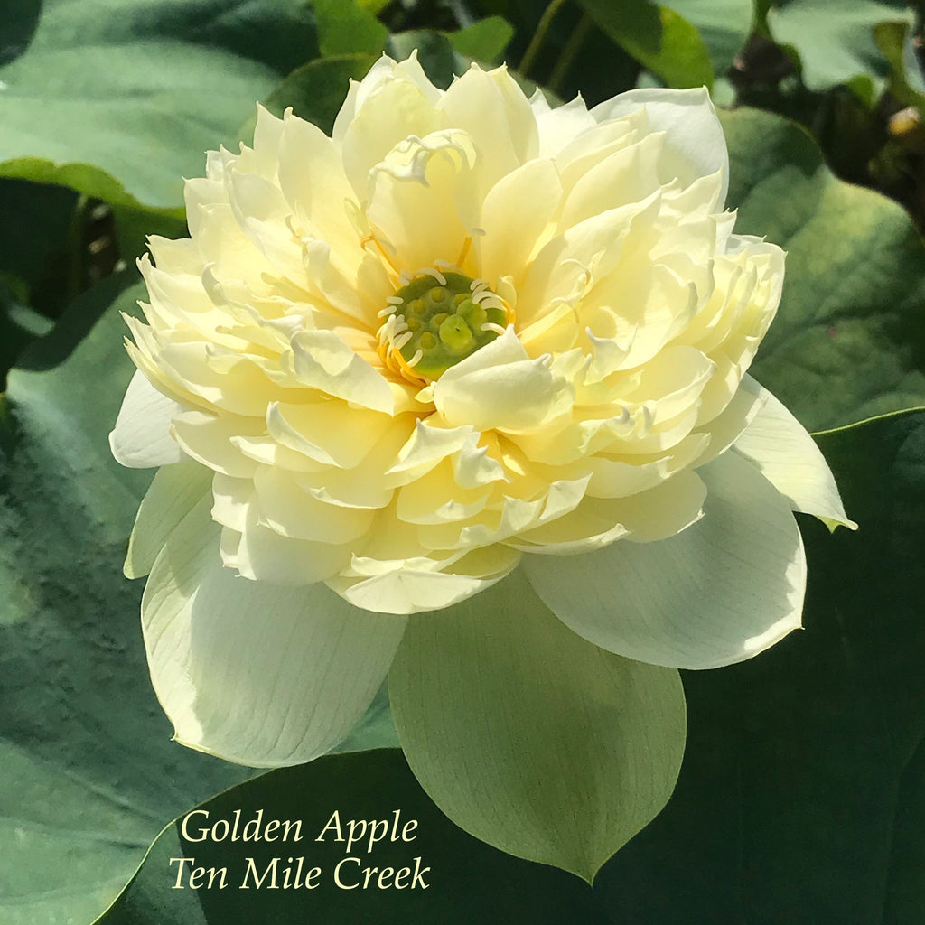 Golden Apple - Ten Mile Creek Nursery