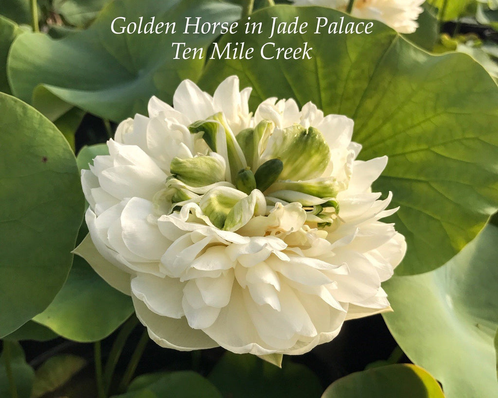 Golden Horse in Jade Palace - Ten Mile Creek Nursery