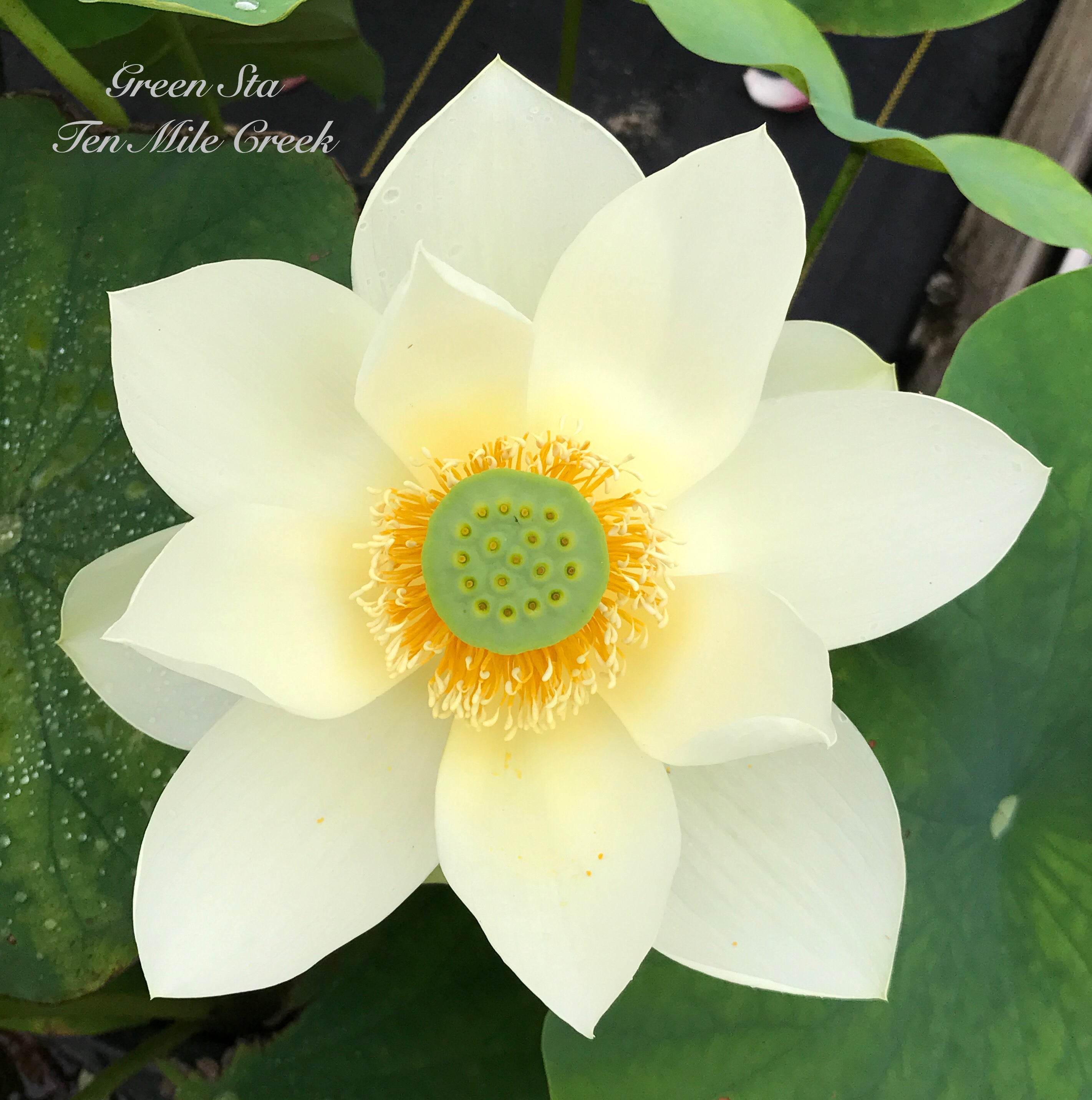 Green Star  Beautiful Lotus Flower Collections – Ten Mile Creek