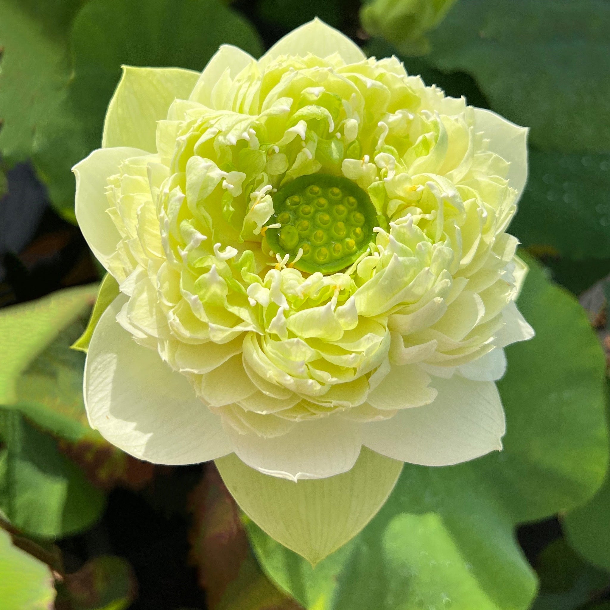 2026 Gwendolyn's Golden Glow Lotus - Sunshine on a Stem! – Ten