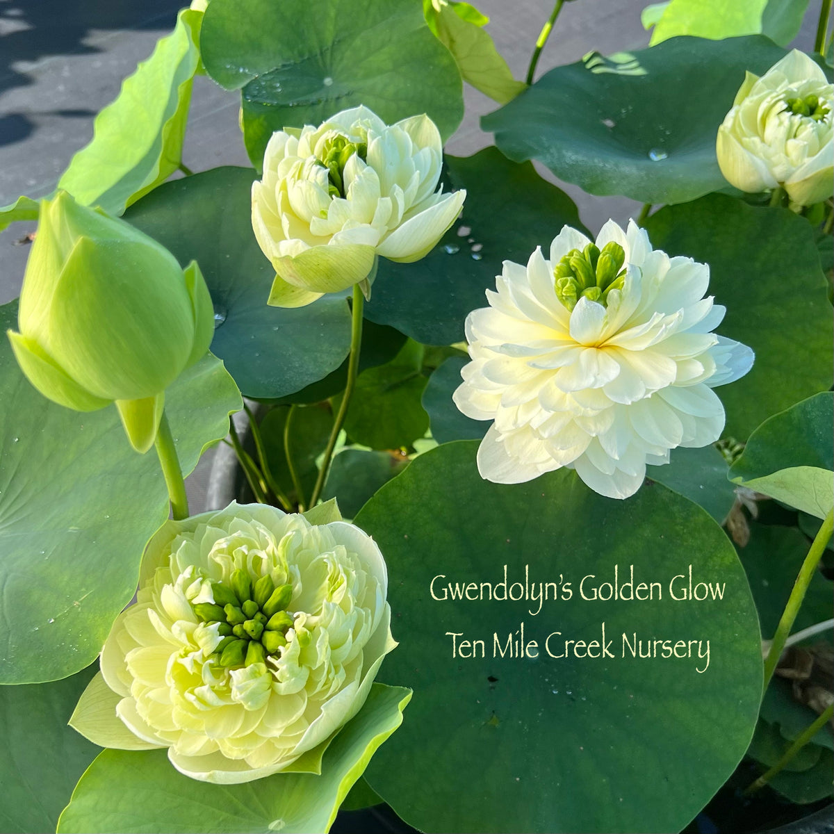 gwendolyns-golden-glow-
