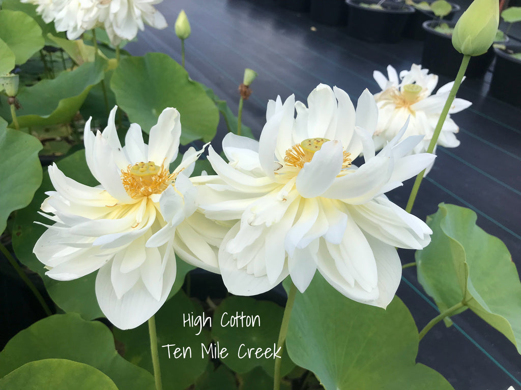 High Cotton- Glorious White! - Ten Mile Creek Nursery
