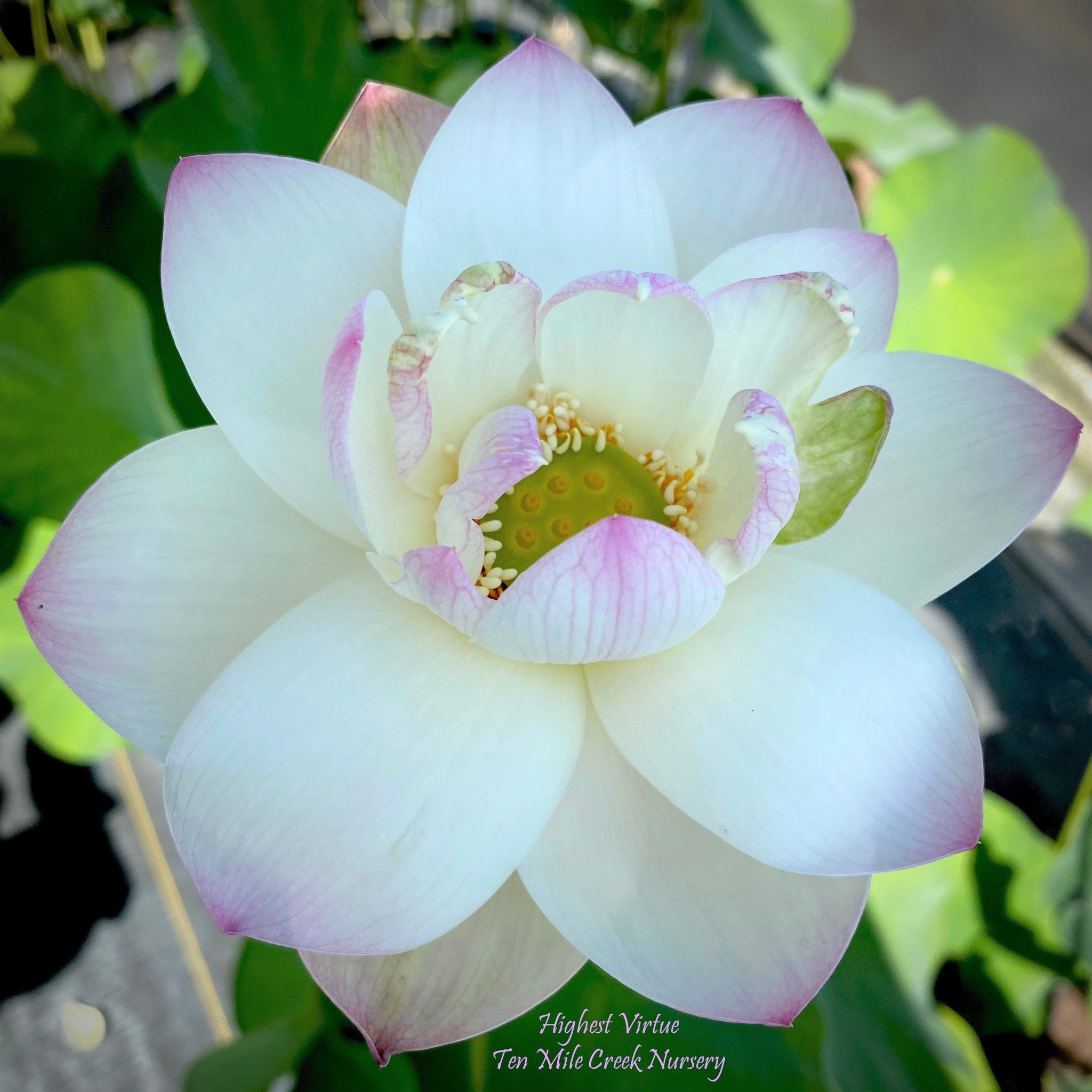 Highest Virtue | Beautiful Lotus Flower Collections – Ten Mile