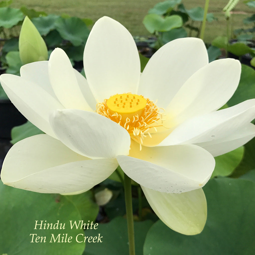 Hindu White - Ten Mile Creek Nursery