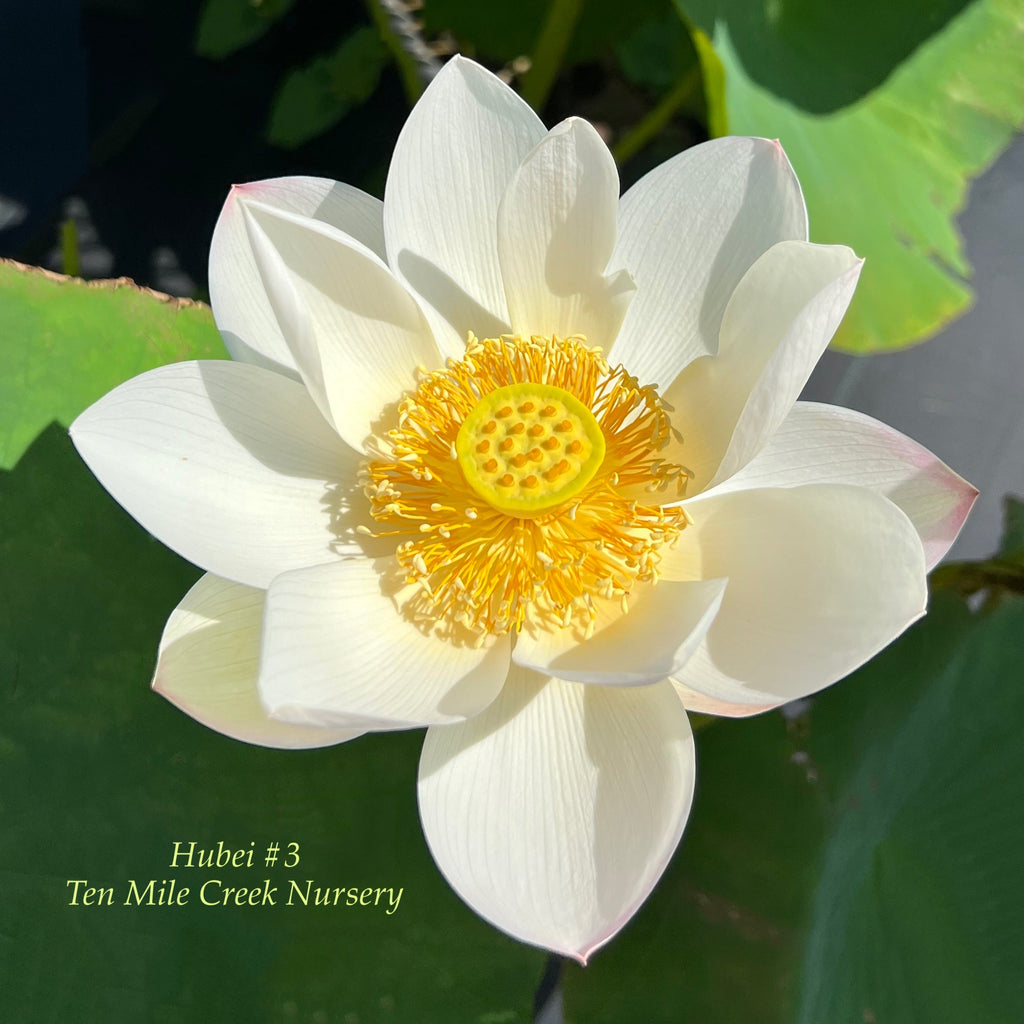 Hubei 3 Edible Lotus - Delicious! - Ten Mile Creek Nursery