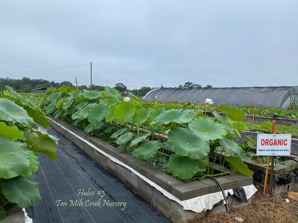 Hubei 3 Vegetable Tuber - Ten Mile Creek Nursery