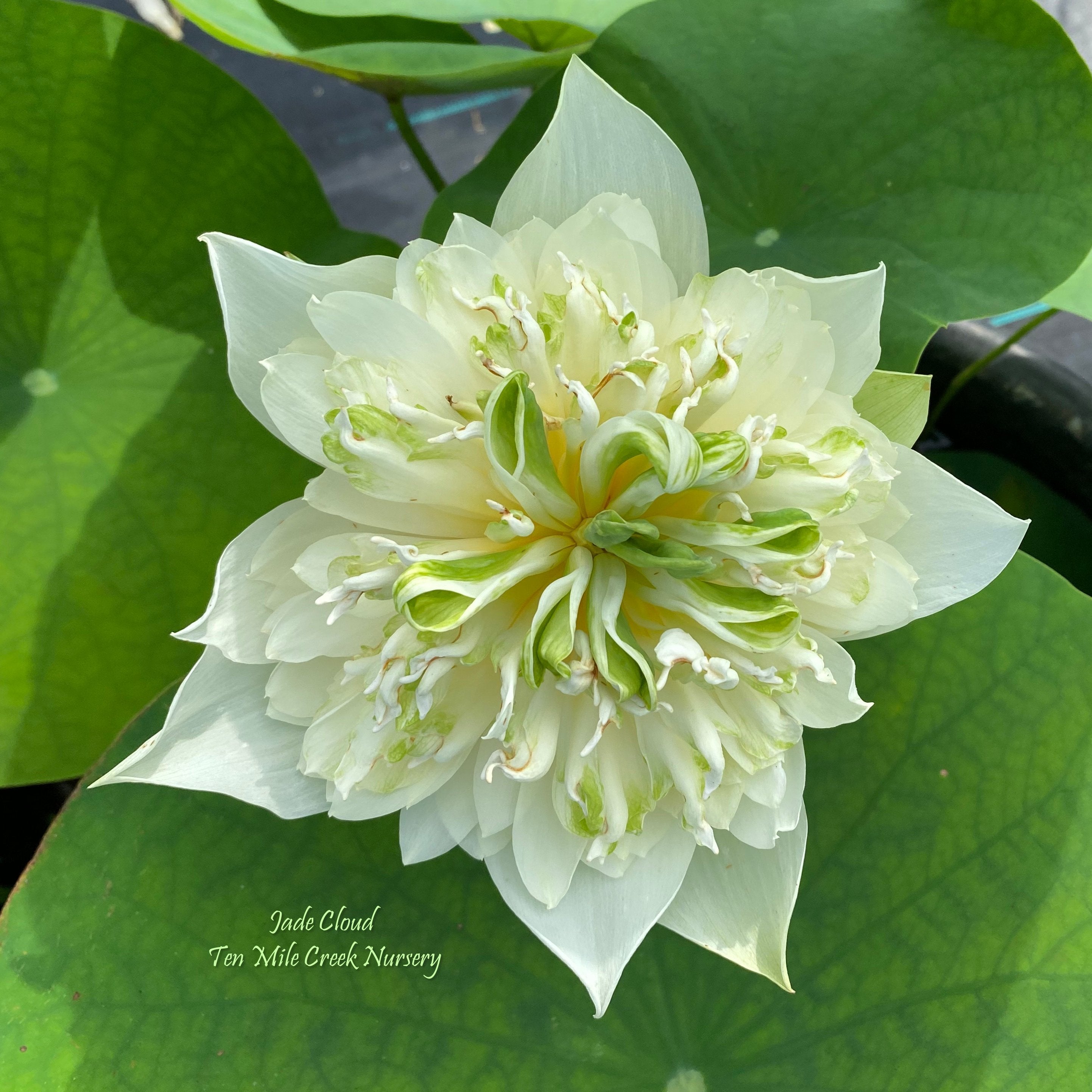jade lotus plant Jade Cloud Lotus
