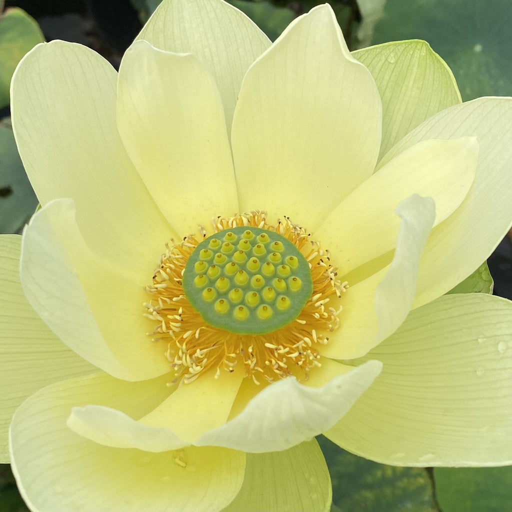 Jade in Jinling - One of the Most Highly Prized Lotus in the World! - Ten Mile Creek Nursery