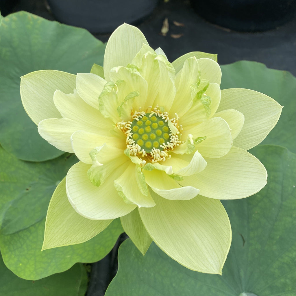 Jade in Jinling - One of the Most Highly Prized Lotus in the World! - Ten Mile Creek Nursery