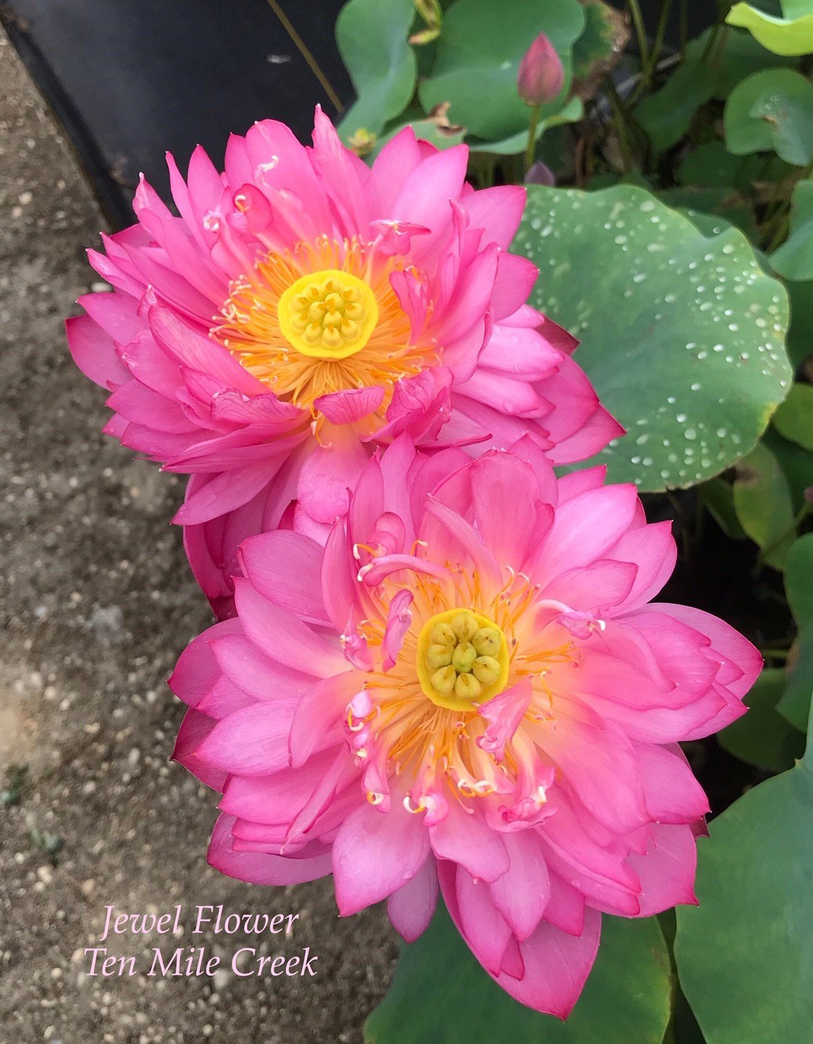 Jewel Flower | Beautiful Lotus Flower Collections – Ten Mile Creek