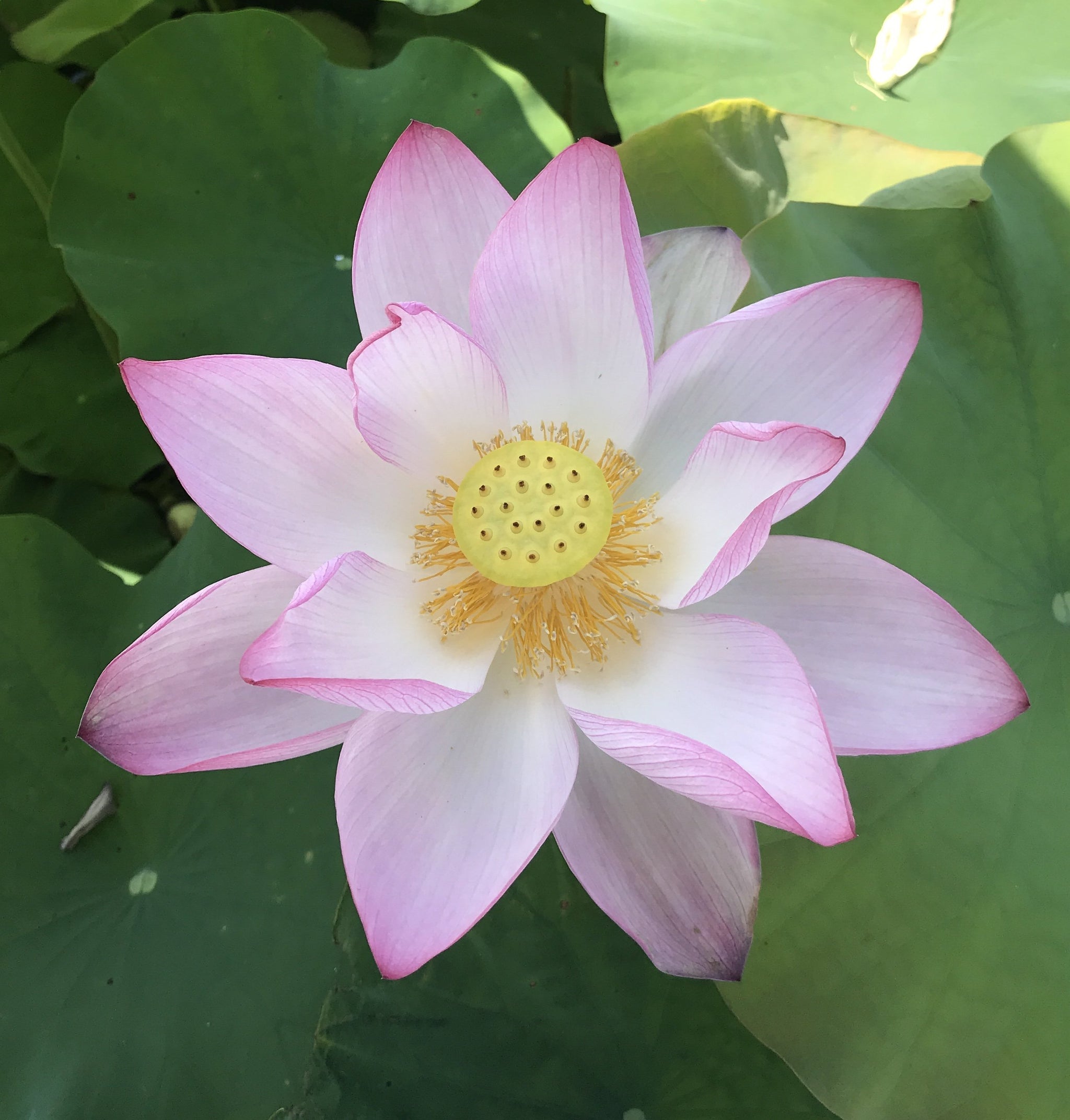 じ*う様 Lotus Petal 水蓮の花びら4枚セット 水蓮の花びら Lotus Petal 4枚セット 【公式通販】